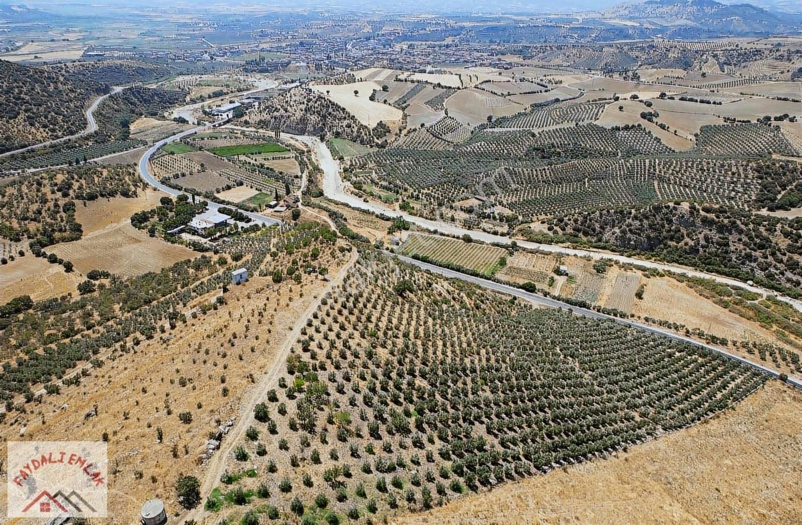 Manisa Köprübaşı Borlu Ana Yol Üzeri Satılık Zeytinlik - Görsel 6