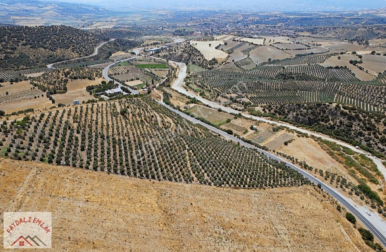 Manisa Köprübaşı Borlu Ana Yol Üzeri Satılık Zeytinlik - Görsel 2