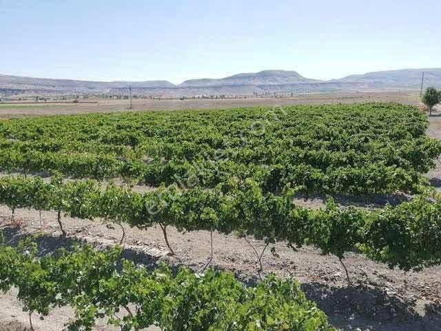 Ürgüp Aksalur Yatırımlık Bağ