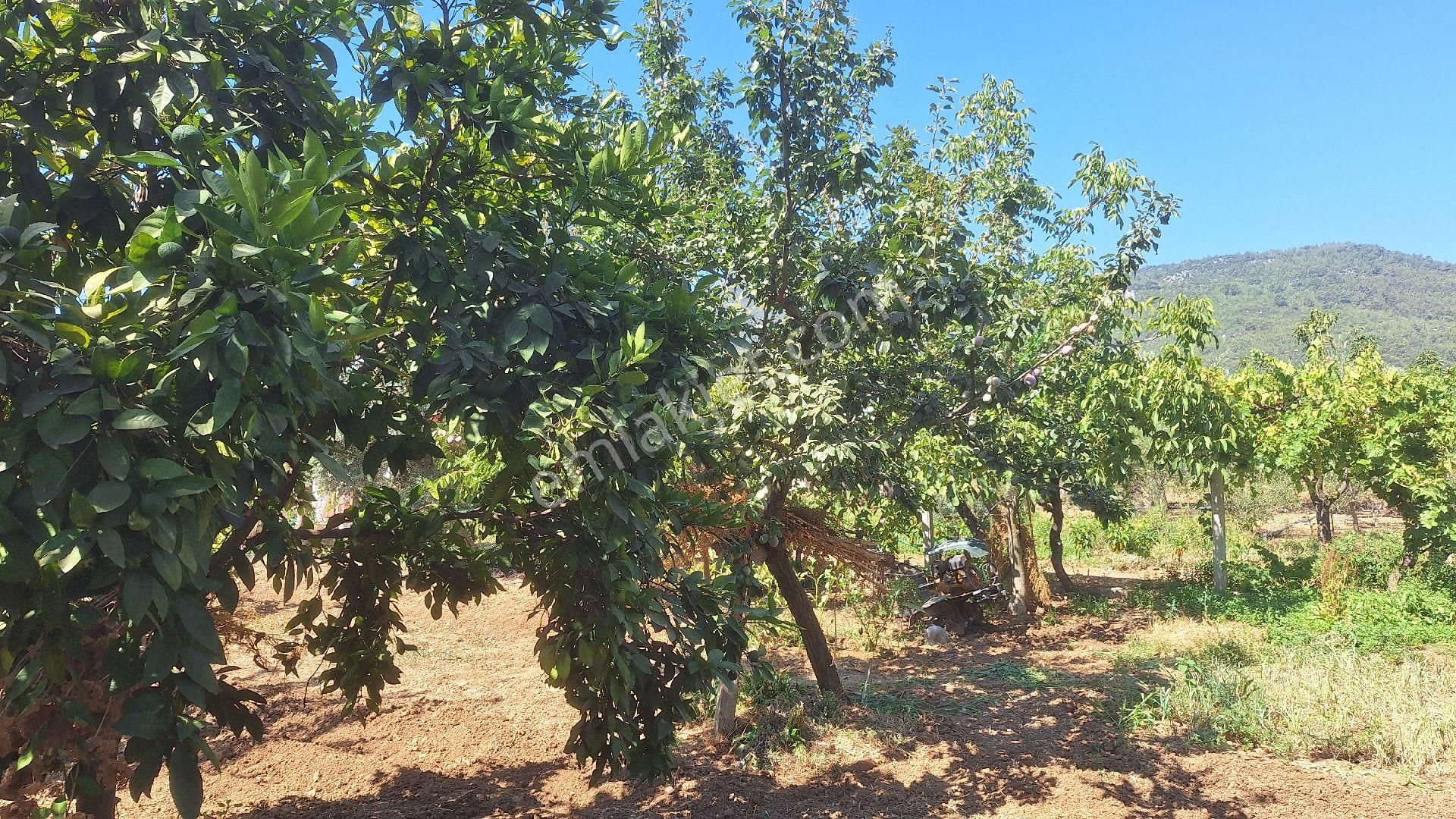 Menderes Ataköyde Bahce - Görsel 5