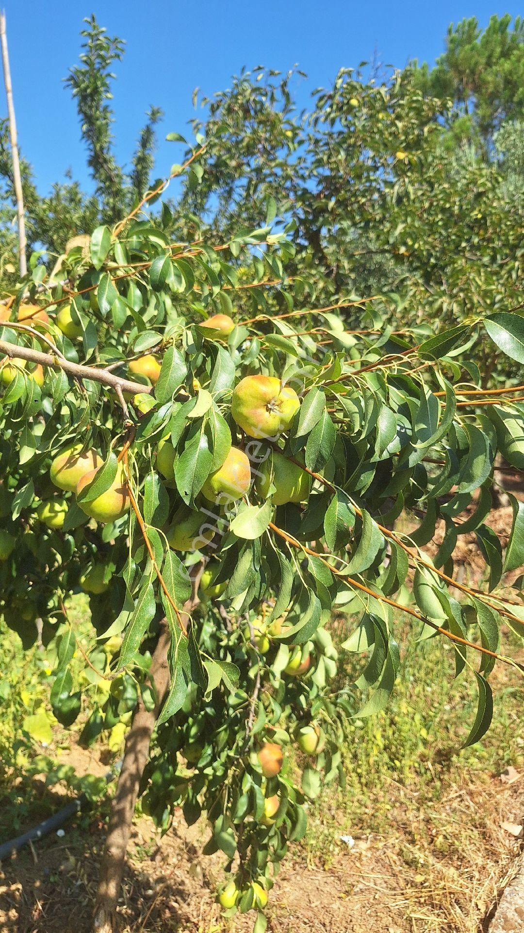 Menderes Ataköyde Bahce - Görsel 16