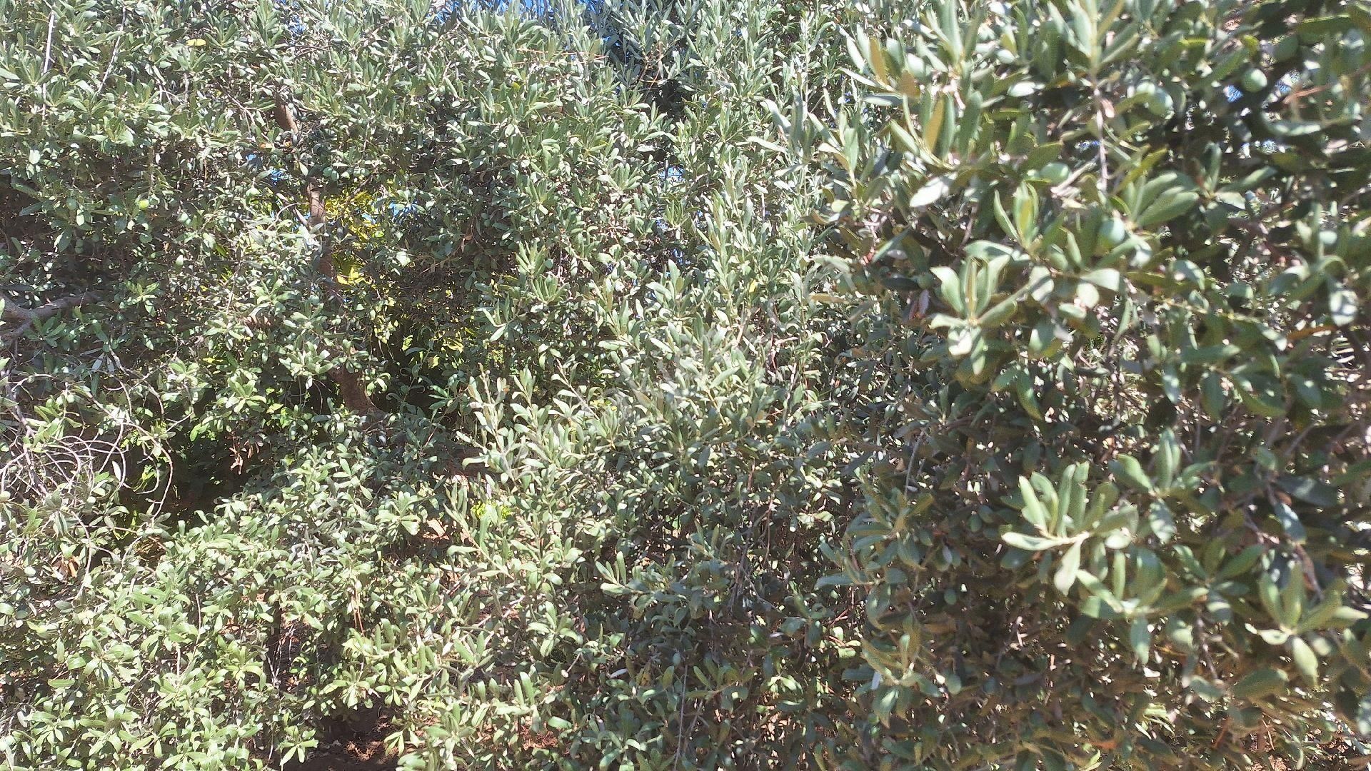 Menderes Ataköyde Bahce - Görsel 14