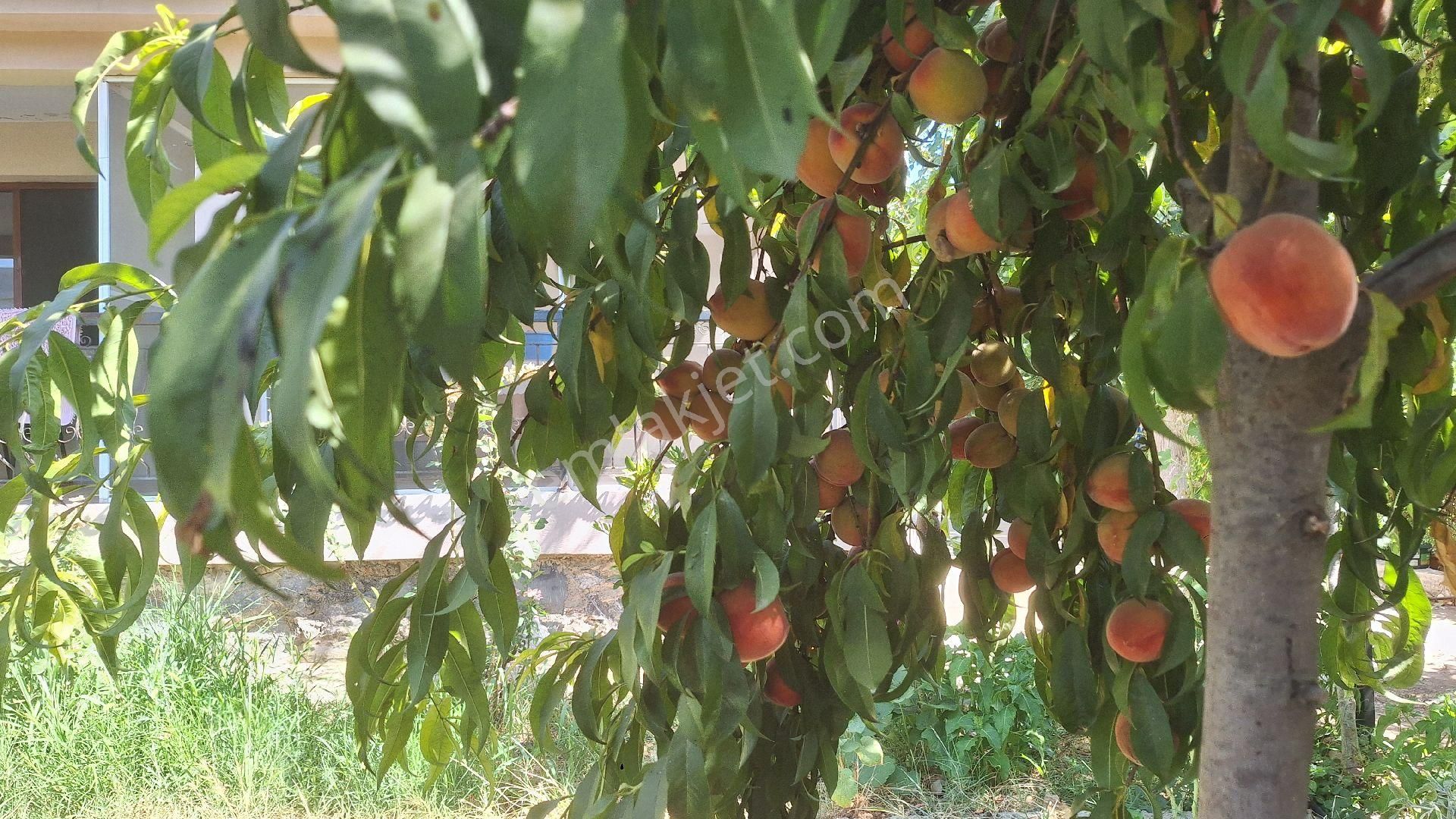 Menderes Ataköyde Bahce - Görsel 9