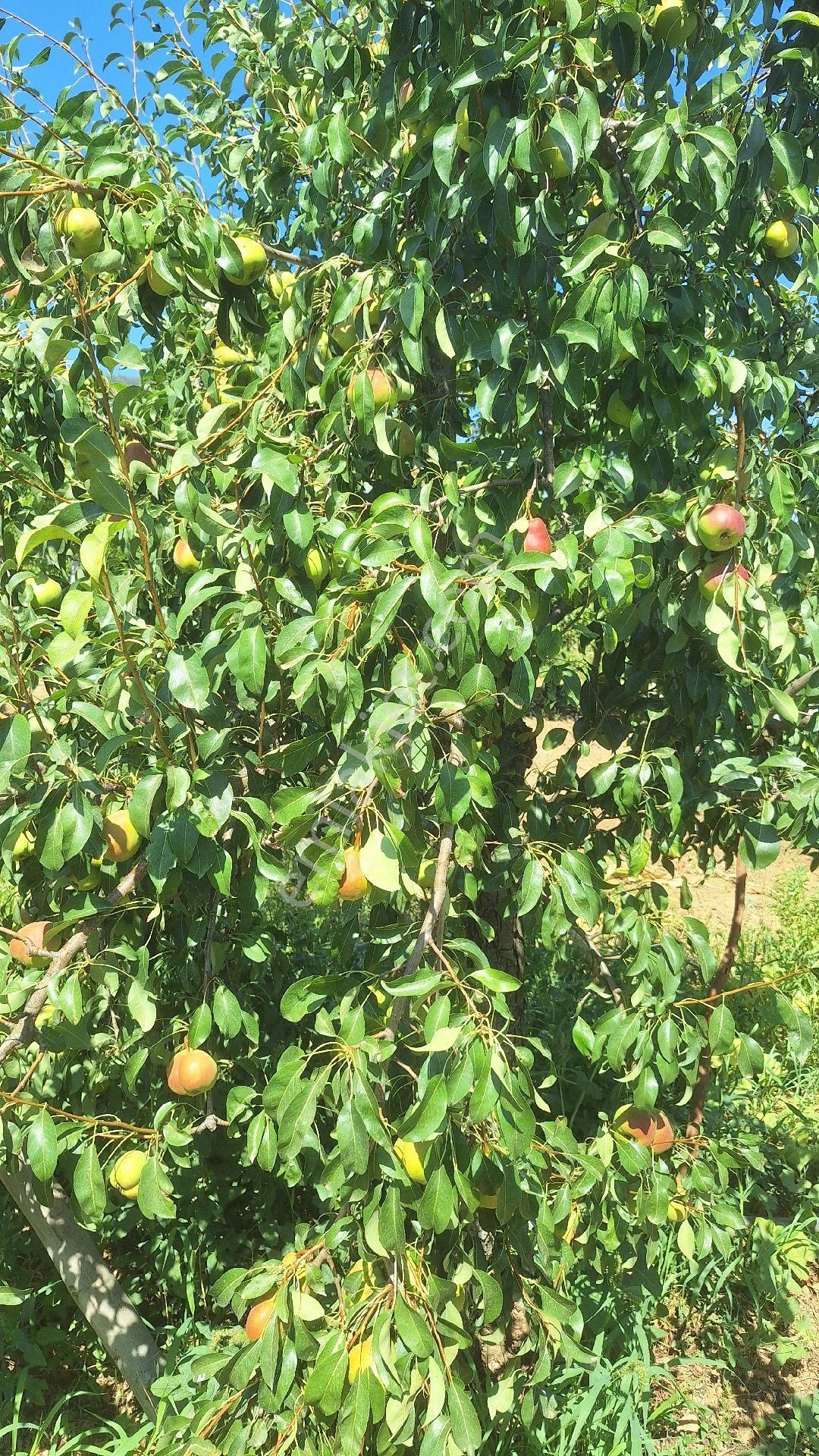 Menderes Ataköyde Bahce - Görsel 19