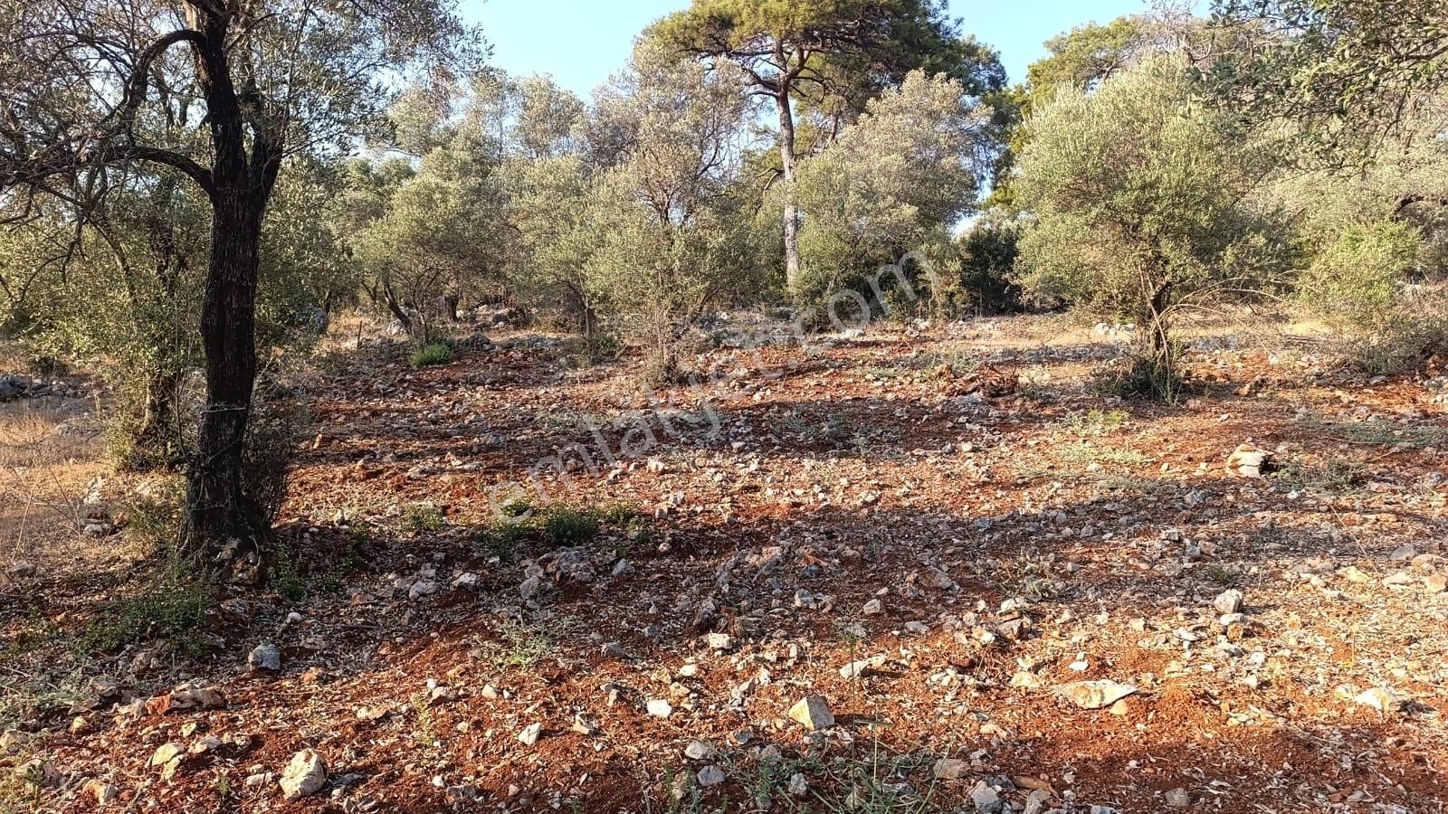 Muğla / Dalaman / Kapıkargın – Yatırımlık 1133m2 Tarla