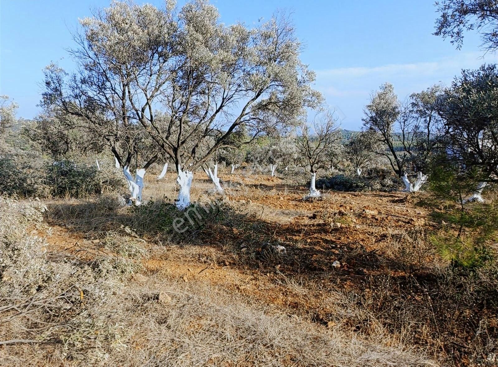 Torbalı Aslanlar Da Satılık Zeytinlik