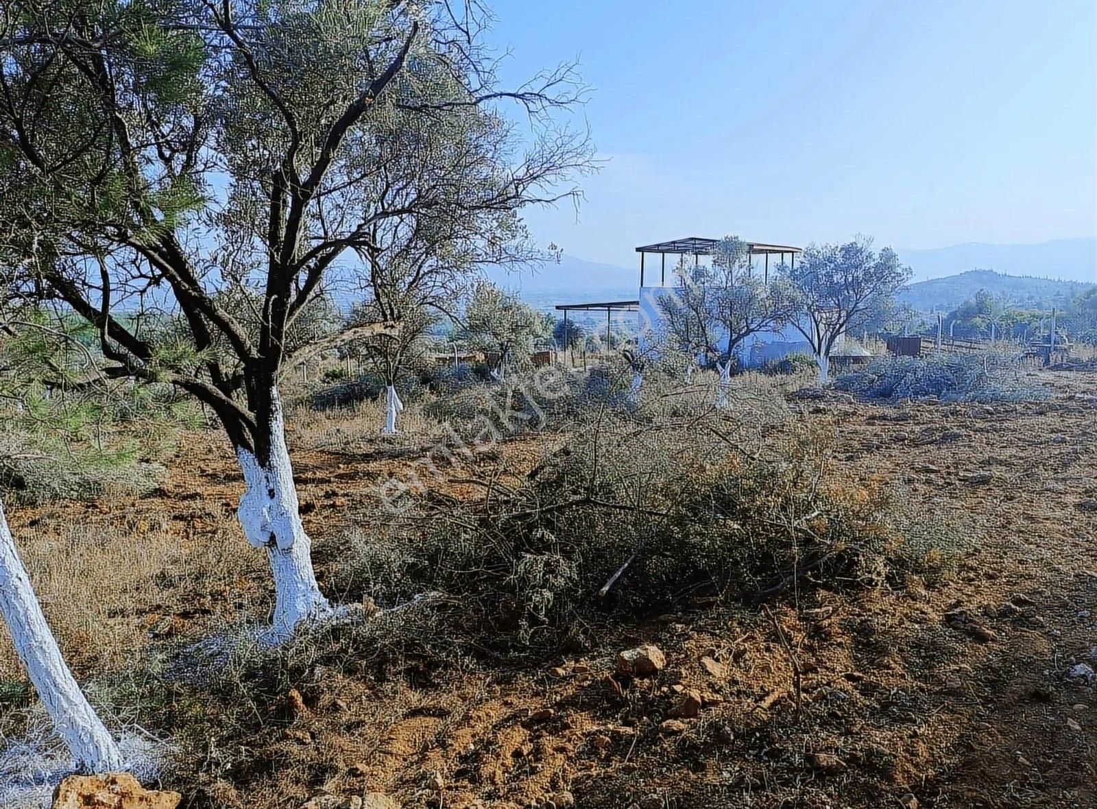 Torbalı Aslanlar Da Satılık Zeytinlik - Görsel 9