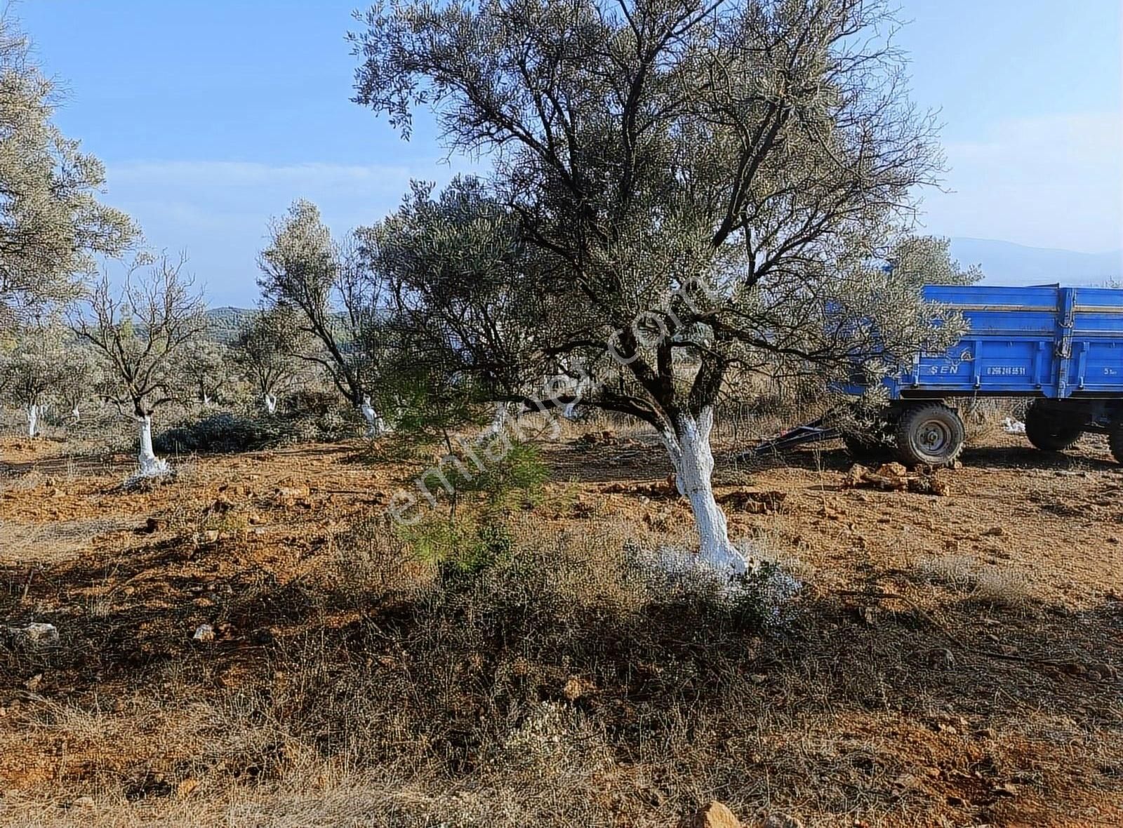 Torbalı Aslanlar Da Satılık Zeytinlik - Görsel 4