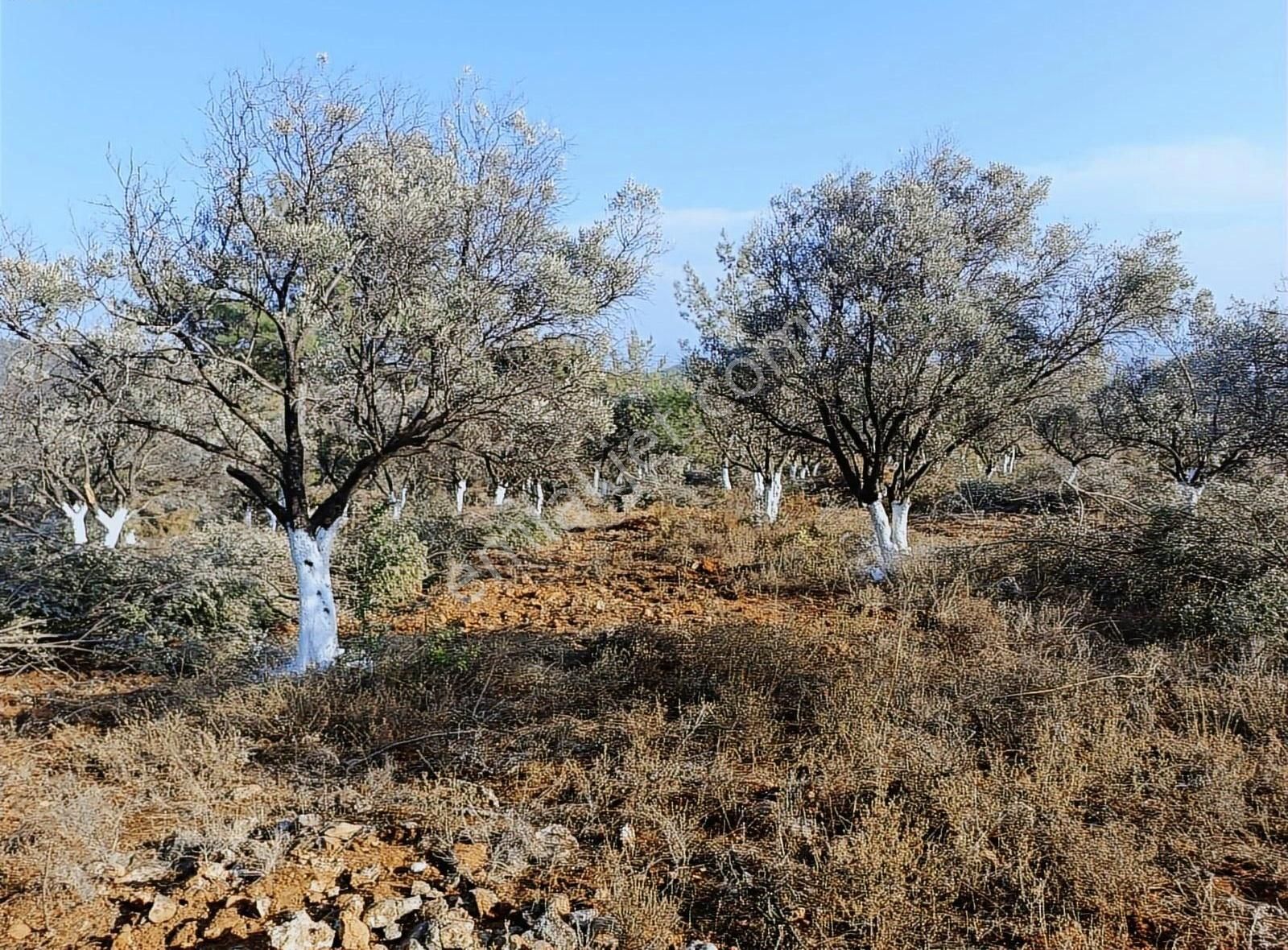 Torbalı Aslanlar Da Satılık Zeytinlik - Görsel 5