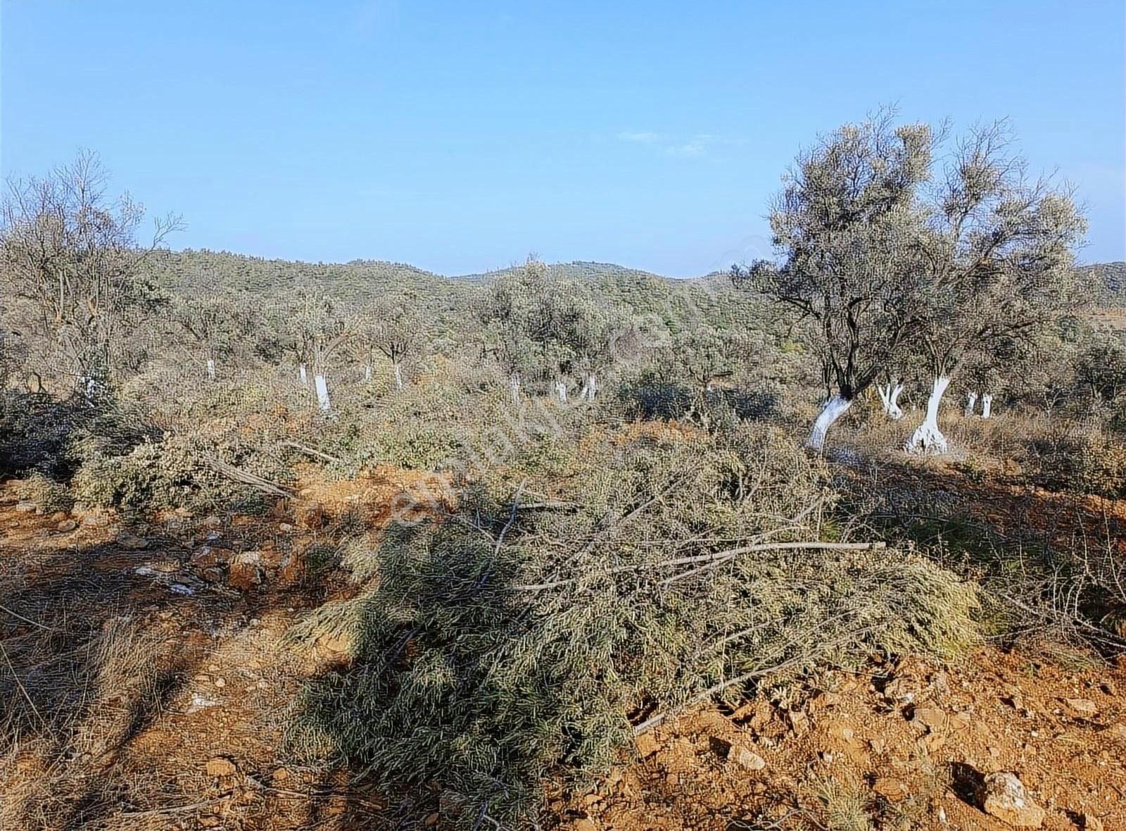 Torbalı Aslanlar Da Satılık Zeytinlik - Görsel 6
