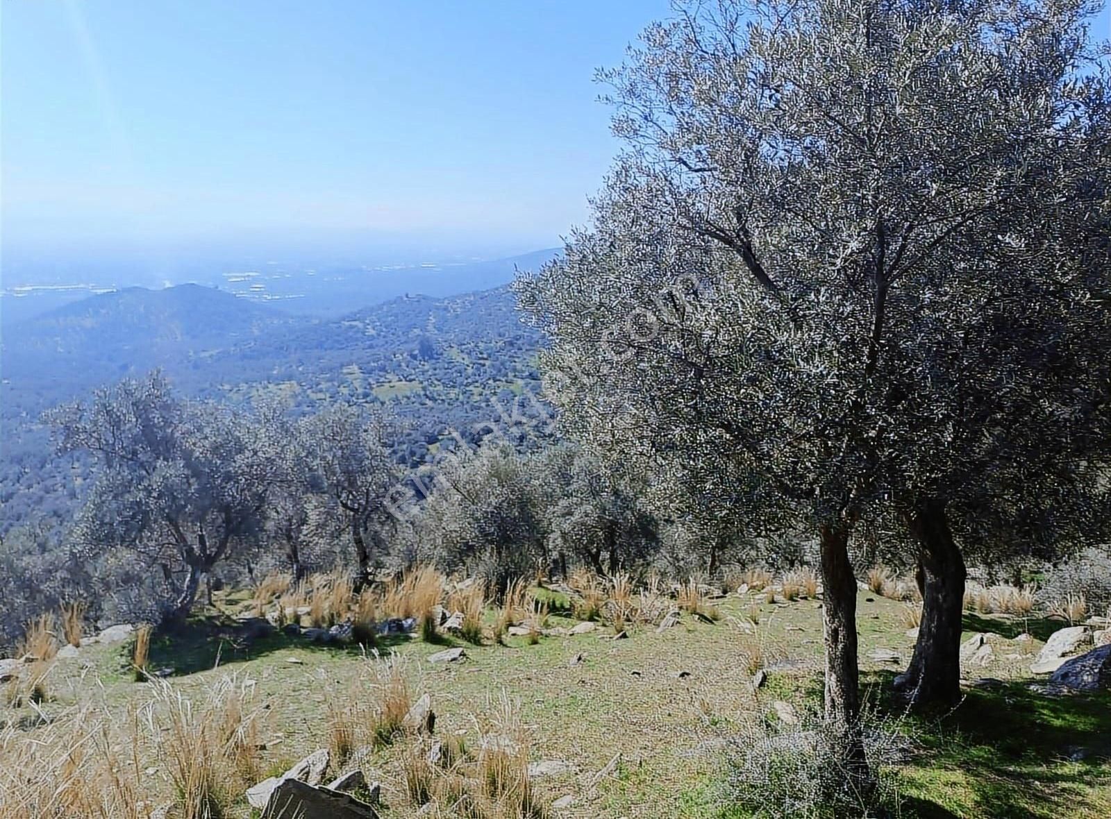 Bayındır Merkezede Satılık Tek Tapu Zeytinlik - Görsel 8