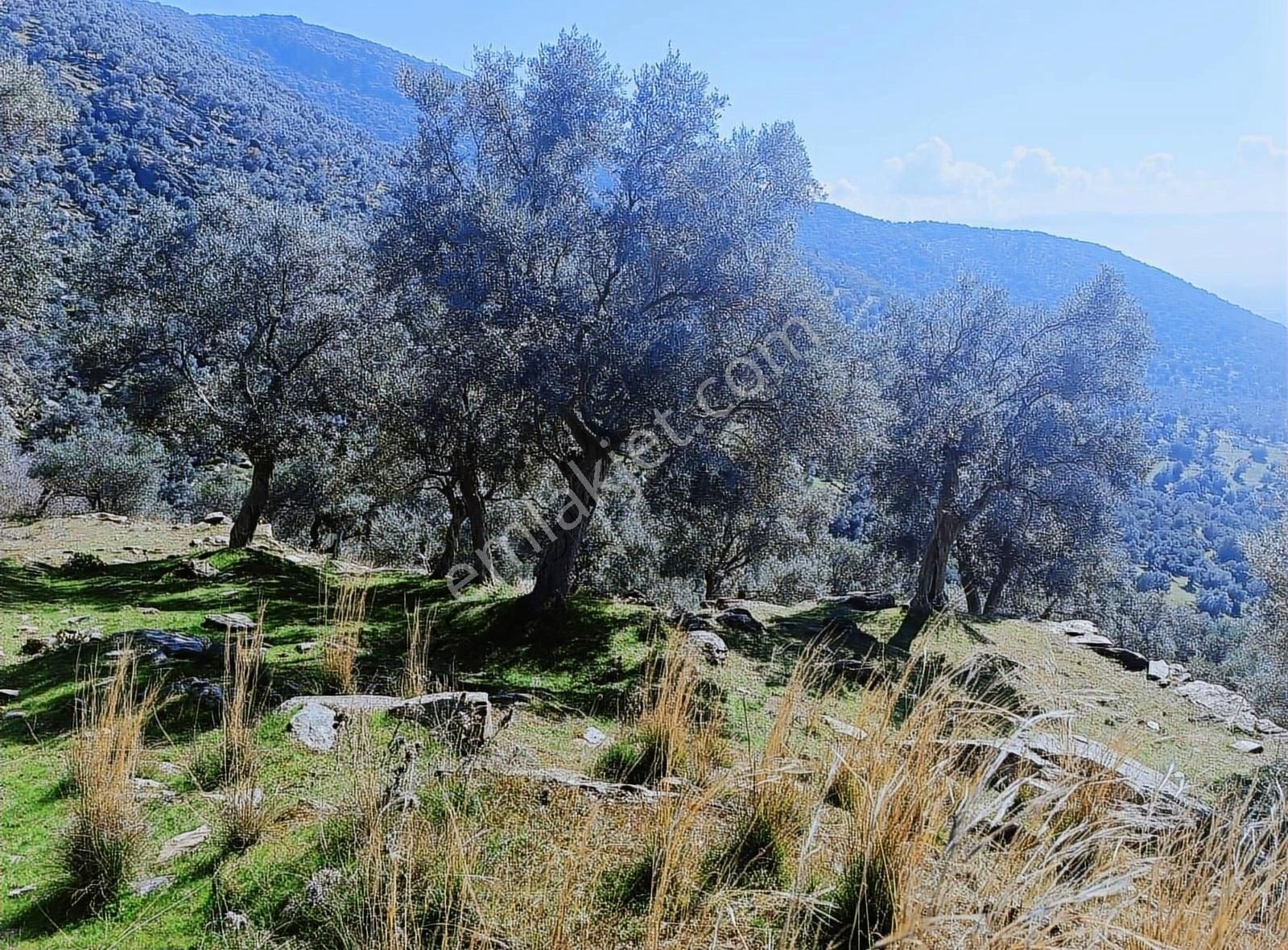 Bayındır Merkezede Satılık Tek Tapu Zeytinlik - Görsel 7