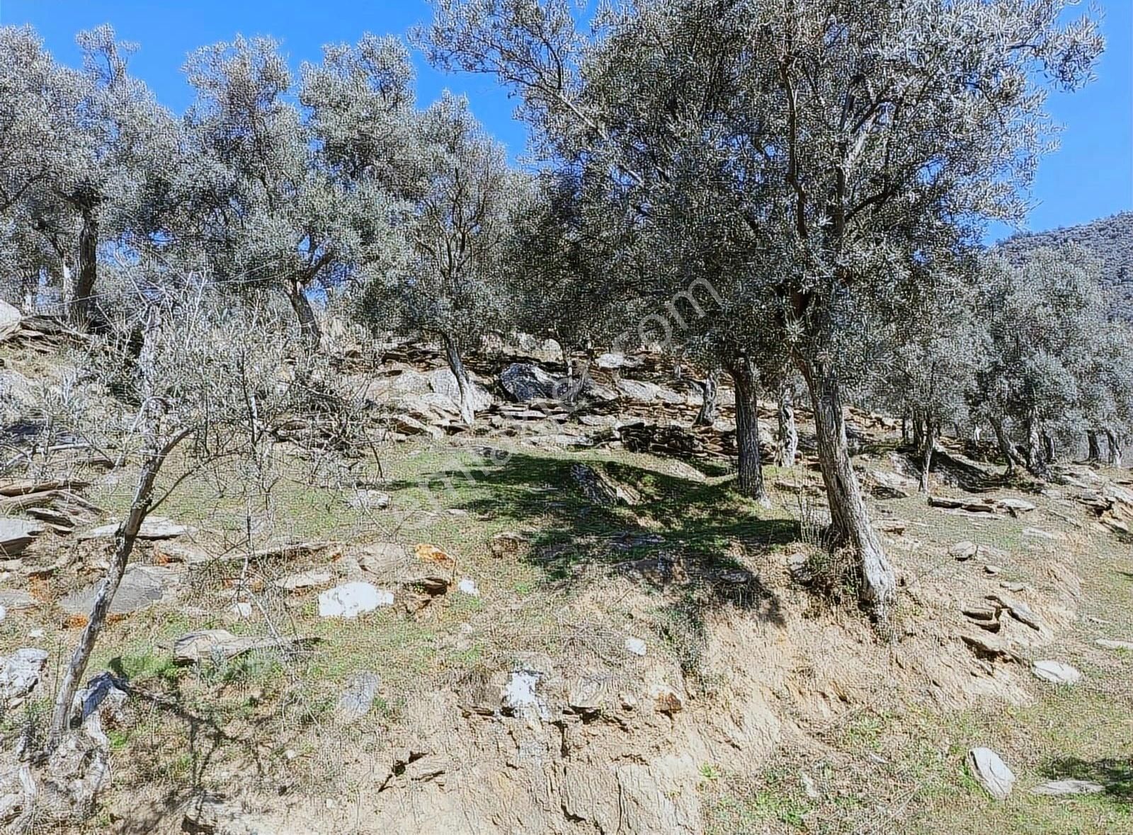 Bayındır Merkezede Satılık Tek Tapu Zeytinlik