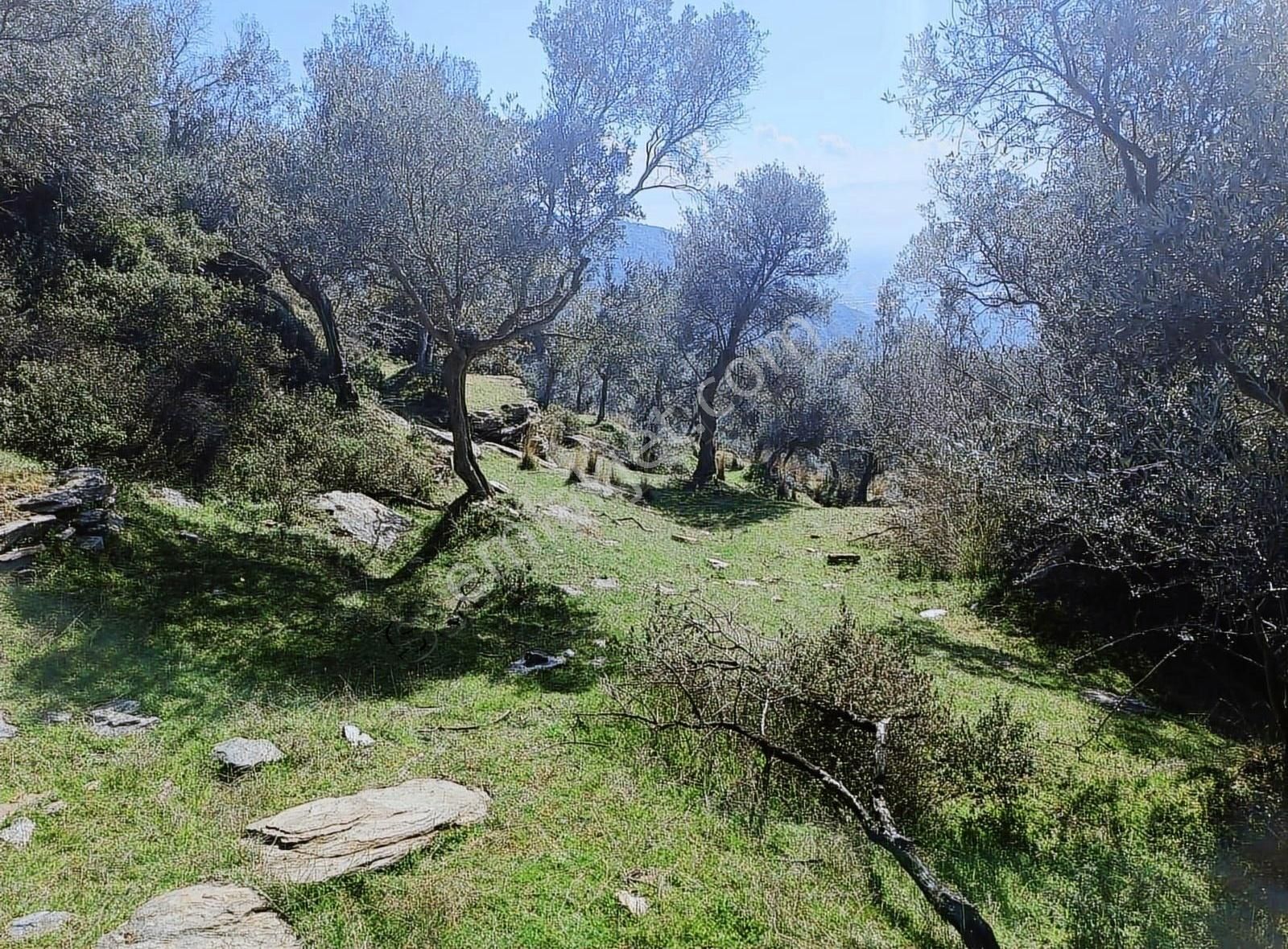 Bayındır Merkezede Satılık Tek Tapu Zeytinlik - Görsel 4