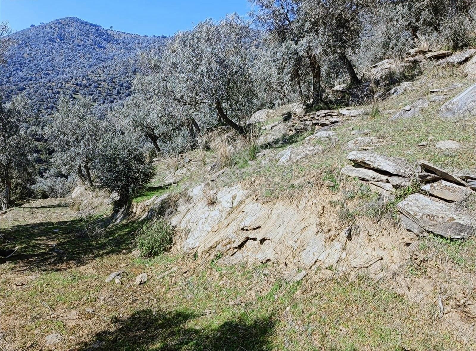 Bayındır Merkezede Satılık Tek Tapu Zeytinlik - Görsel 5