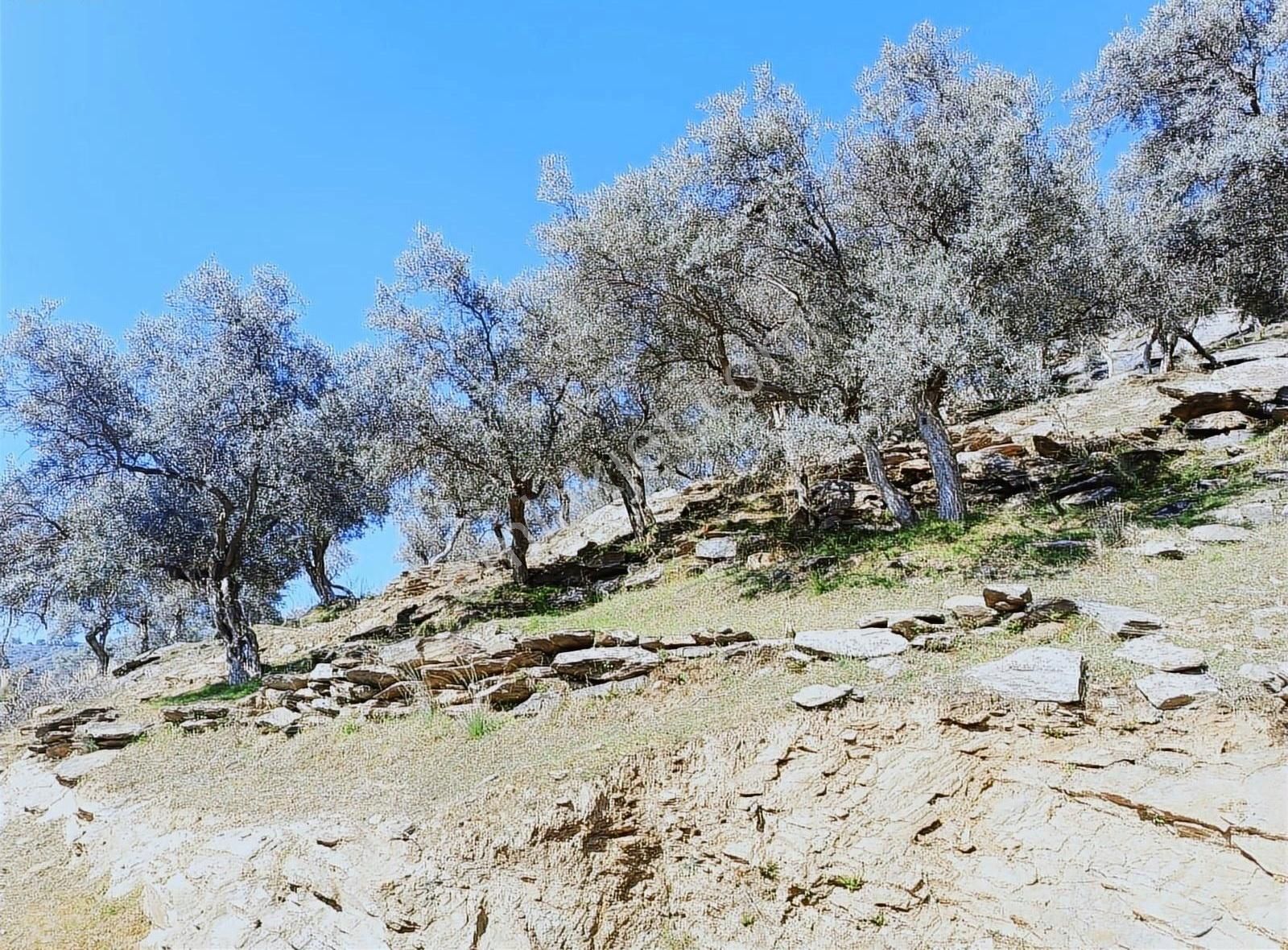 Bayındır Merkezede Satılık Tek Tapu Zeytinlik - Görsel 6