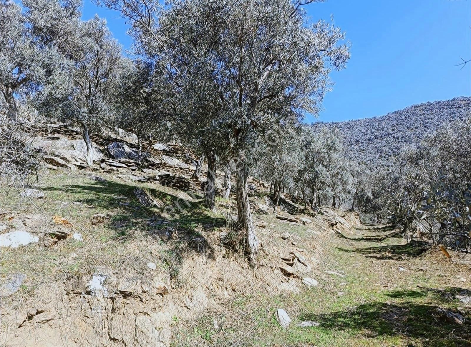Bayındır Merkezede Satılık Tek Tapu Zeytinlik - Görsel 3
