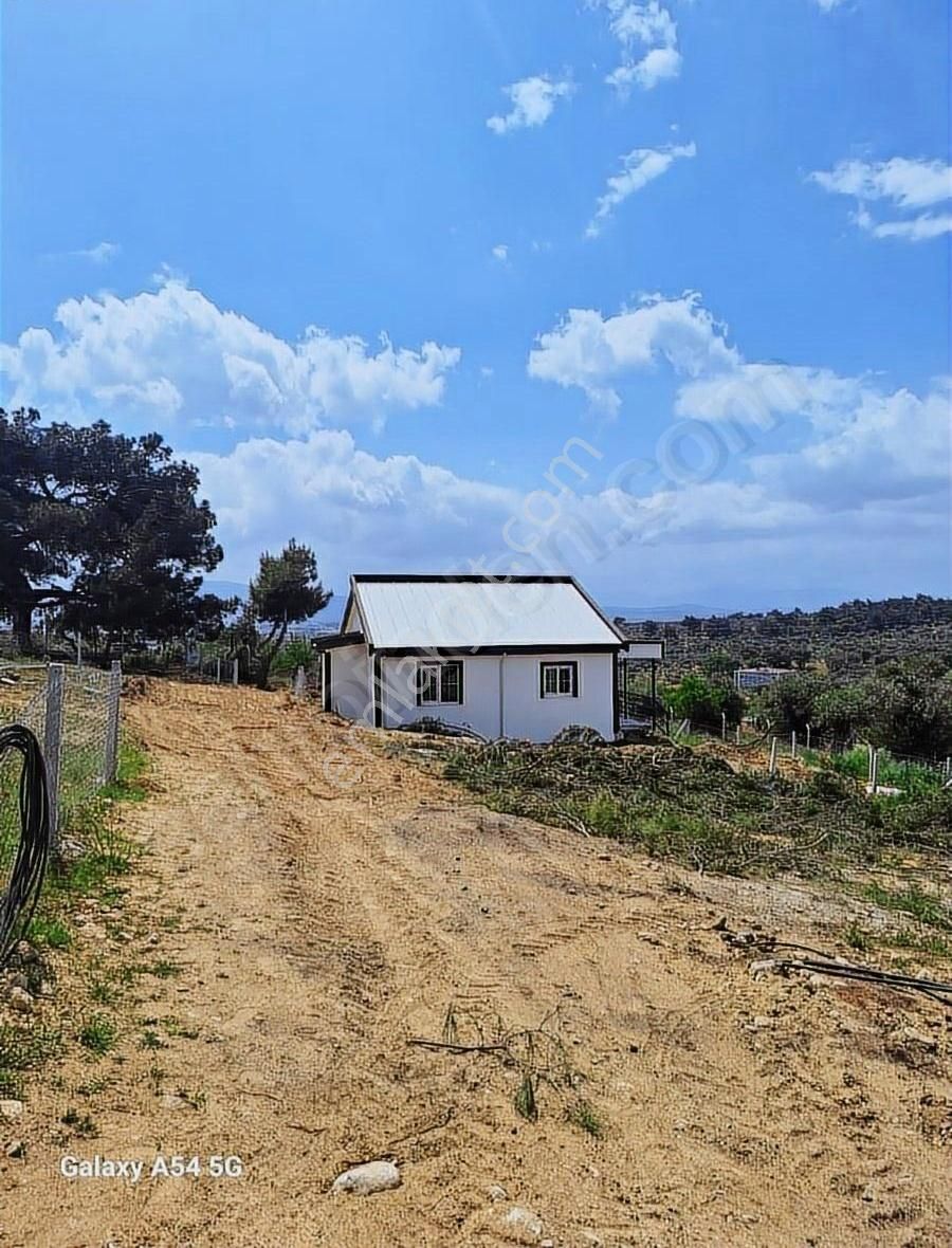 Torbalı Çapakta Satılık Hiseli Zeytinlik - Görsel 8