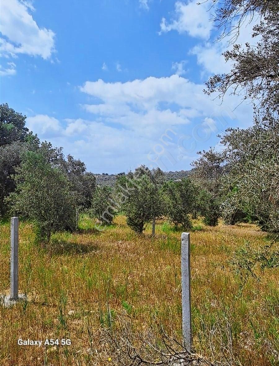 Torbalı Çapakta Satılık Hiseli Zeytinlik - Görsel 2