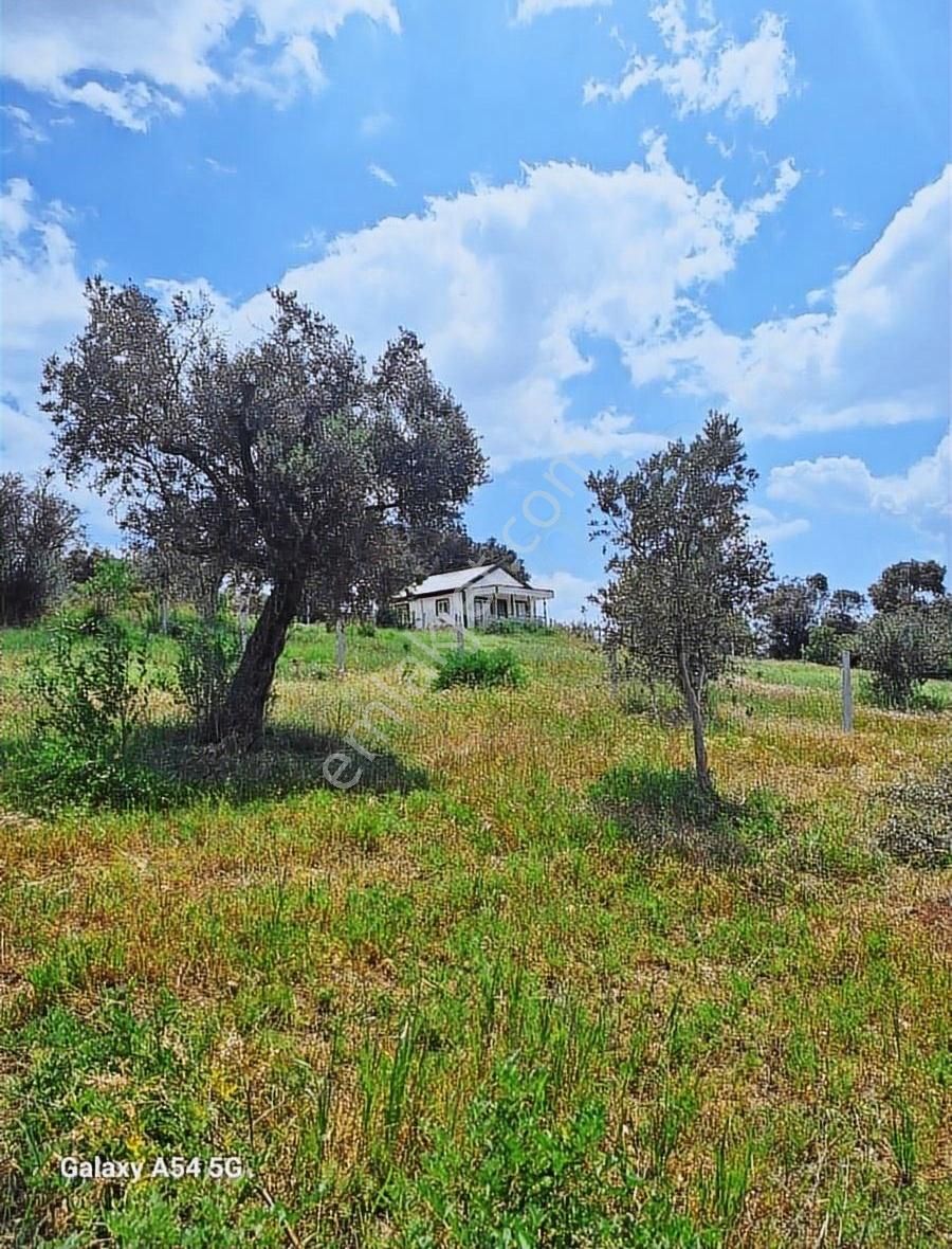 Torbalı Çapakta Satılık Hiseli Zeytinlik - Görsel 5