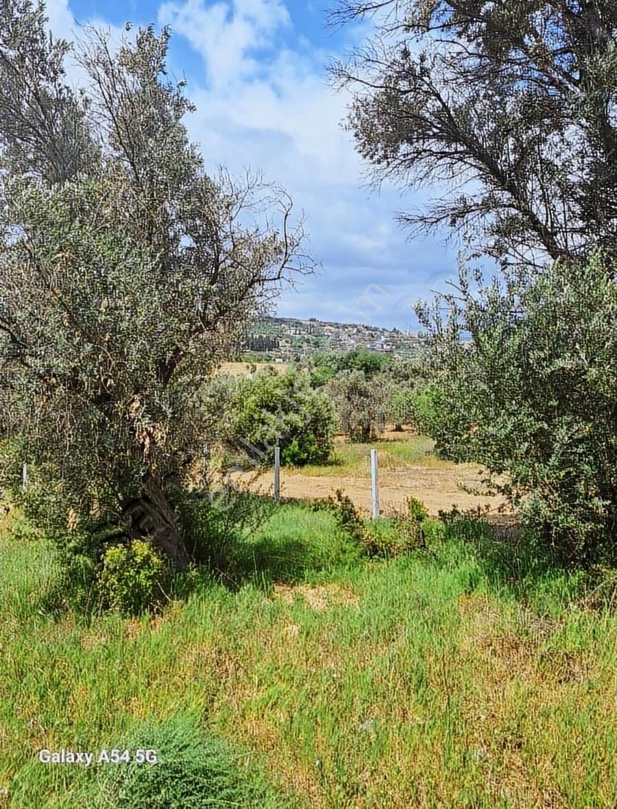 Torbalı Çapakta Satılık Hiseli Zeytinlik - Görsel 3