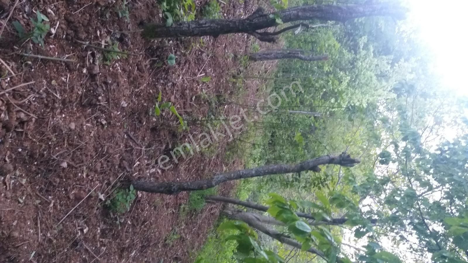 Bursa Kestel Lütfiye Mah Ahududuekili Satılık 1674m2 Hobibahçesi - Görsel 33