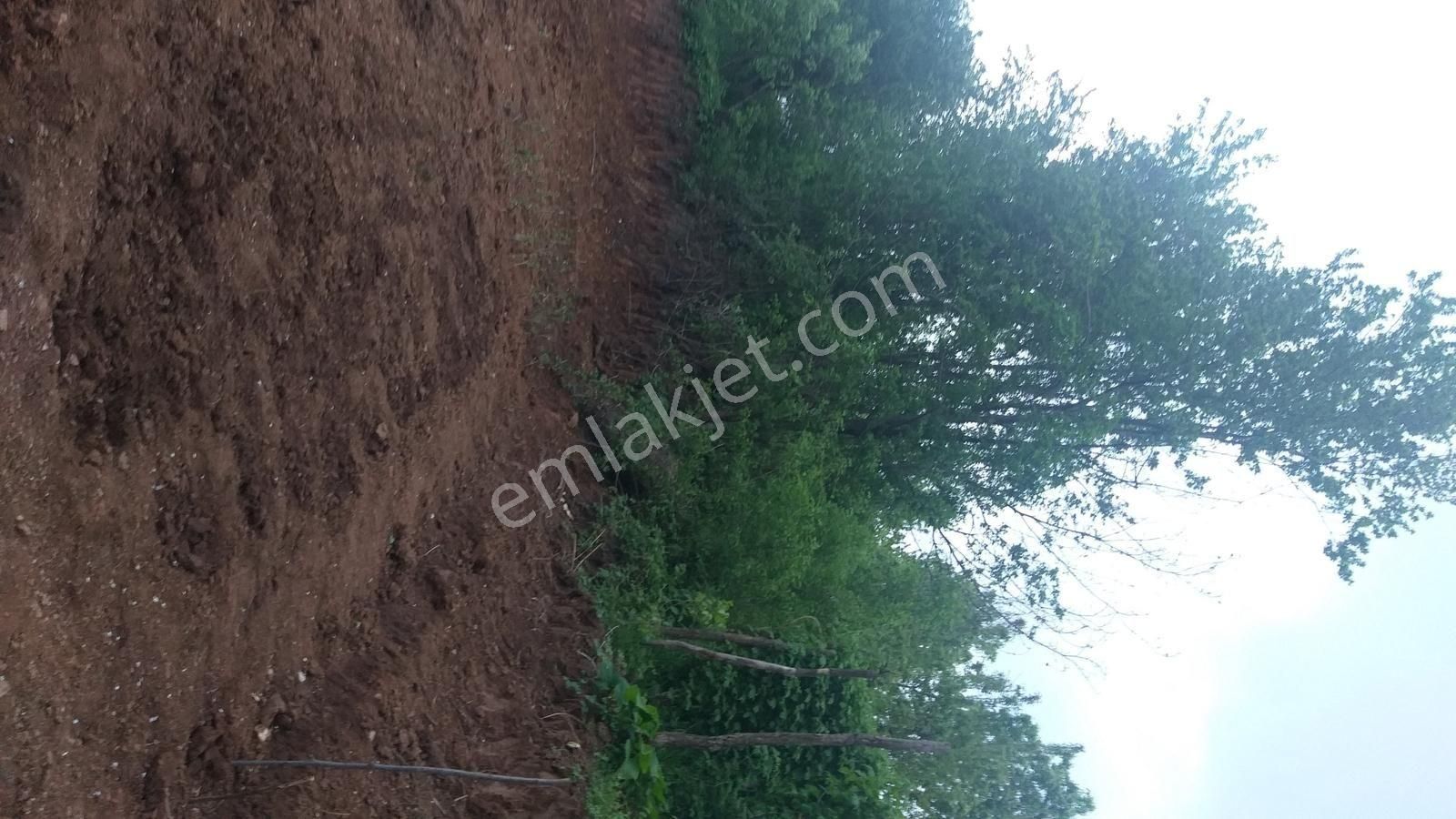 Bursa Kestel Lütfiye Mah Ahududuekili Satılık 1674m2 Hobibahçesi - Görsel 14