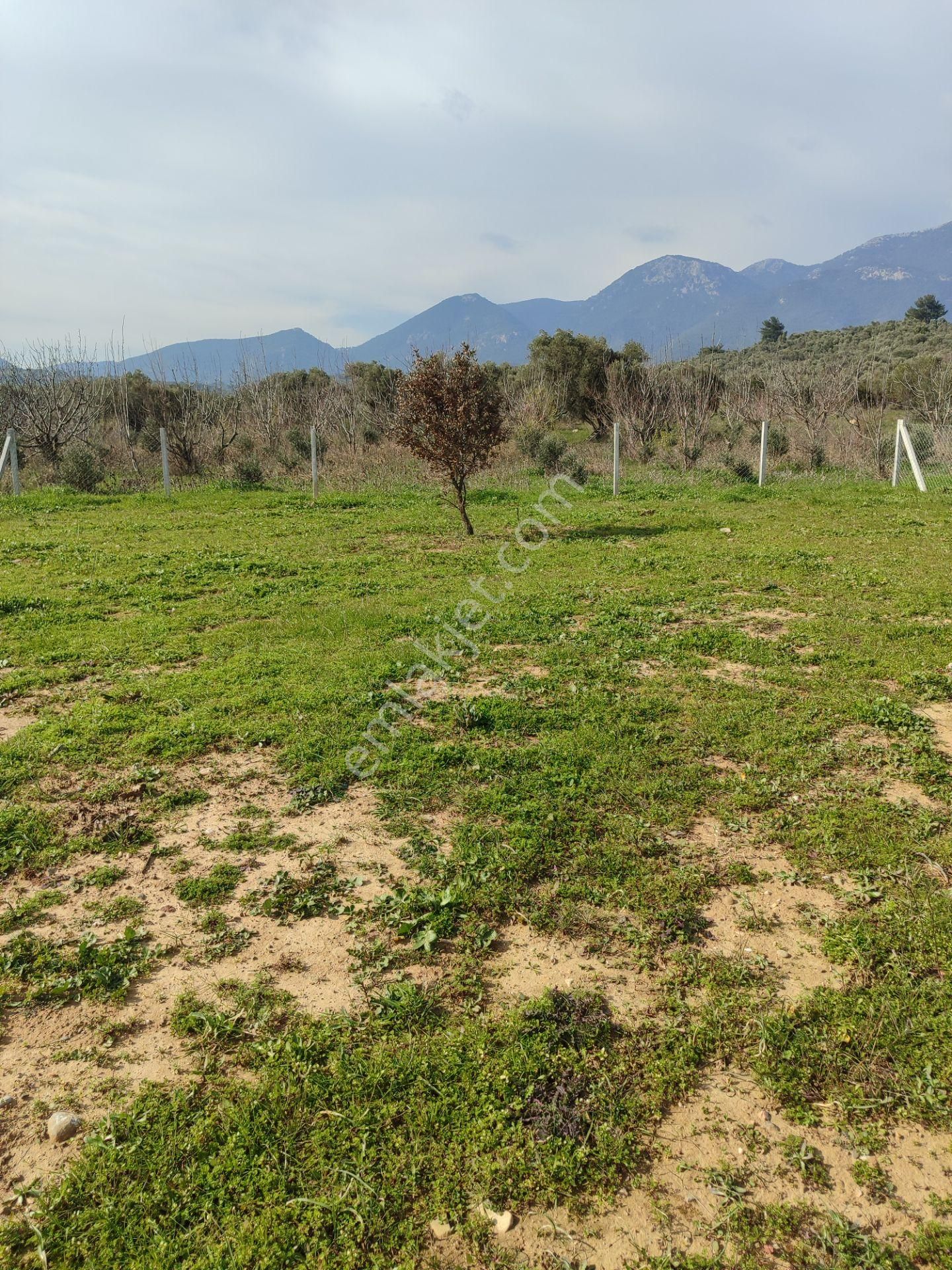 Kaya Emlak'tan Kemalpaşa Vişneli Köyü Yakınında Acil Satılık 450 Metre Kare Bahçe - Görsel 7