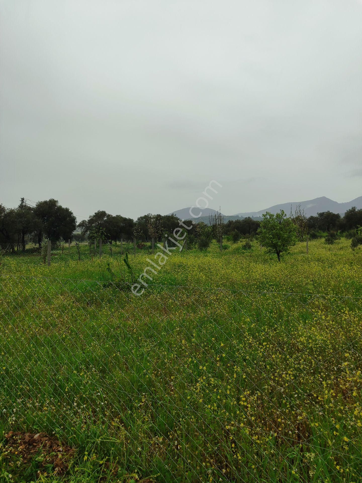 Kaya Emlak'tan Kemalpaşa Vişneli Köyü Yakınında Acil Satılık 450 Metre Kare Bahçe - Görsel 9