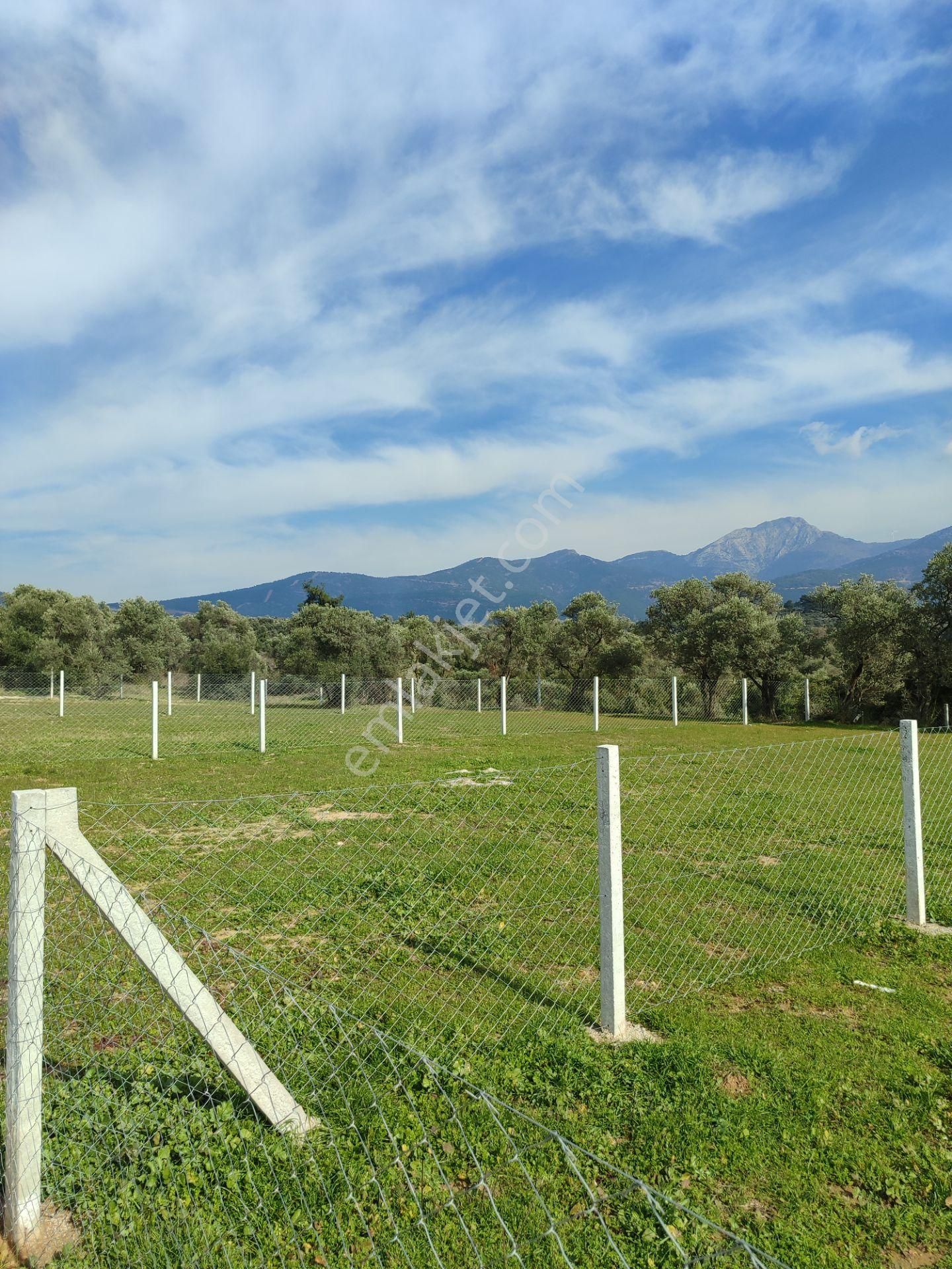 Kaya Emlak'tan Kemalpaşa Vişneli Köyü Yakınında Acil Satılık 450 Metre Kare Bahçe - Görsel 4