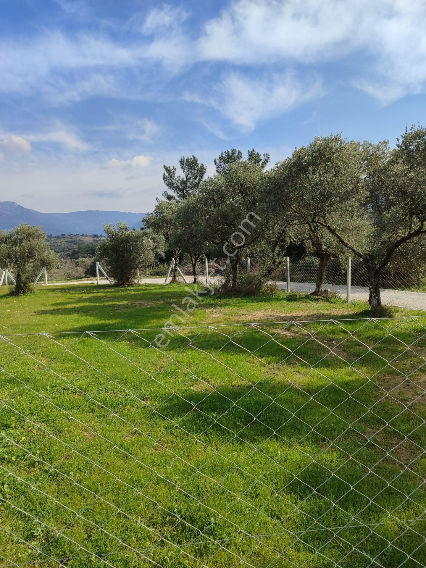 Kaya Emlak'tan Kemalpaşa Vişneli Köyü Yakınında Acil Satılık 450 Metre Kare Bahçe - Görsel 15