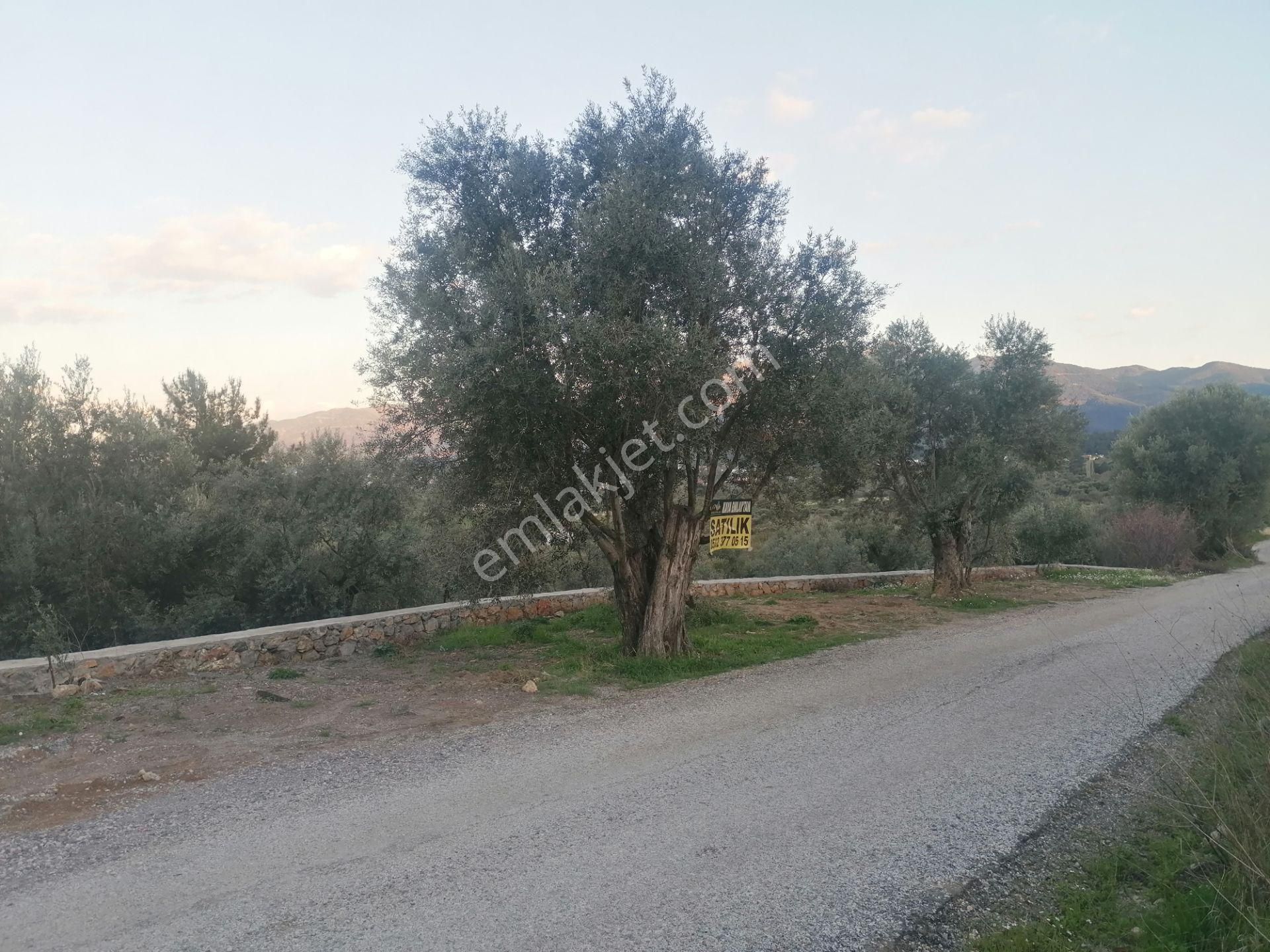 Kaya Emlak'tan Kemalpaşanın Merkezine Çok Yakın Acil Satılık Bahçe - Görsel 12