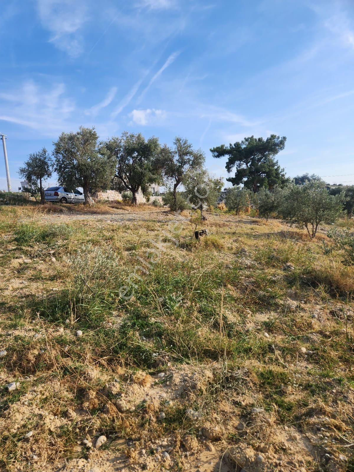 Acil Satılık Zeytinlik - Görsel 2