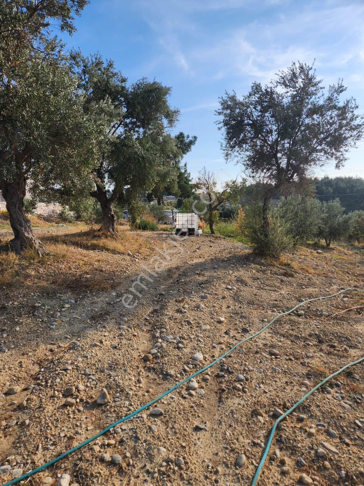 Acil Satılık Zeytinlik - Görsel 3