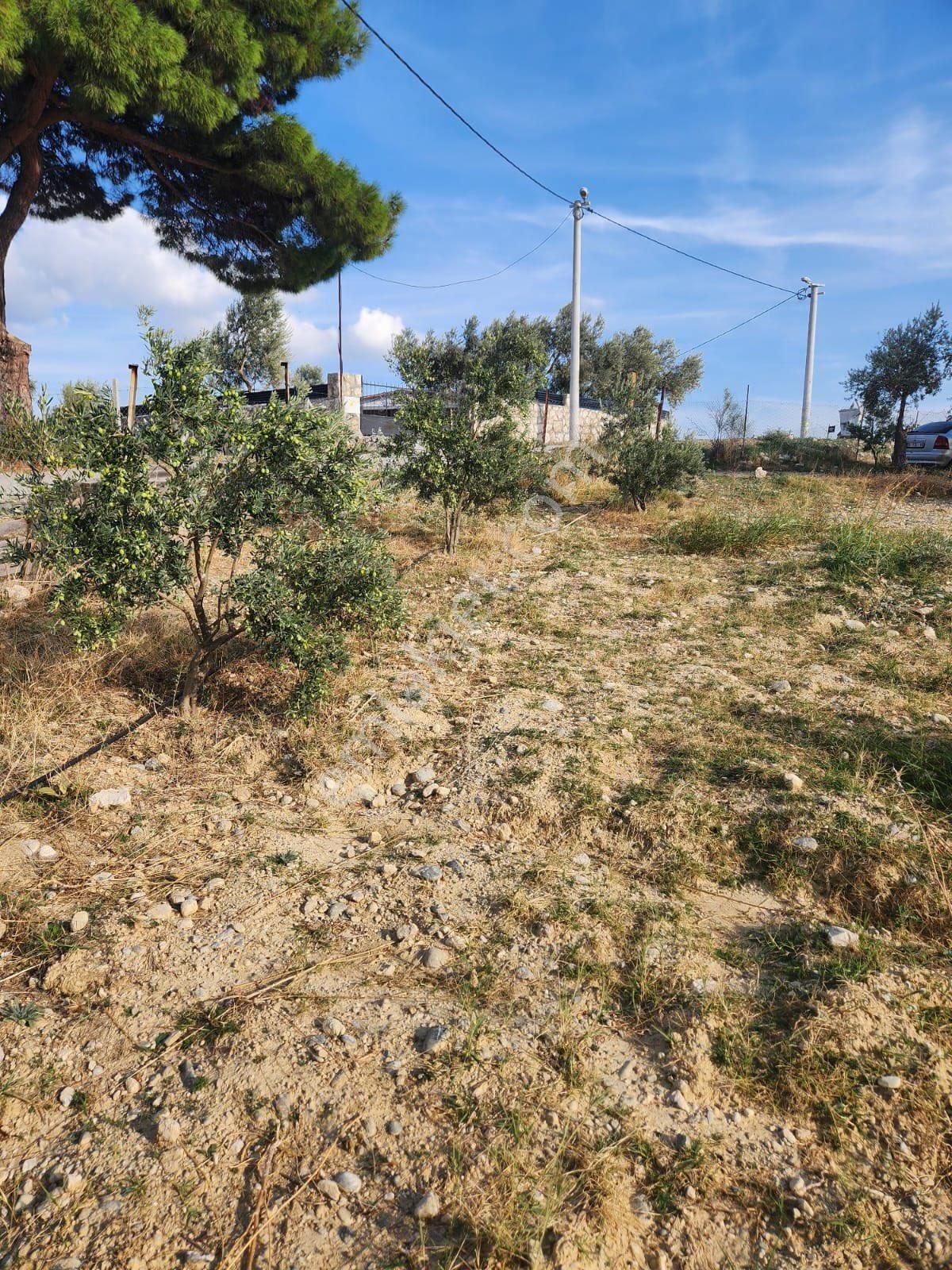 Satılık Zeytinlik