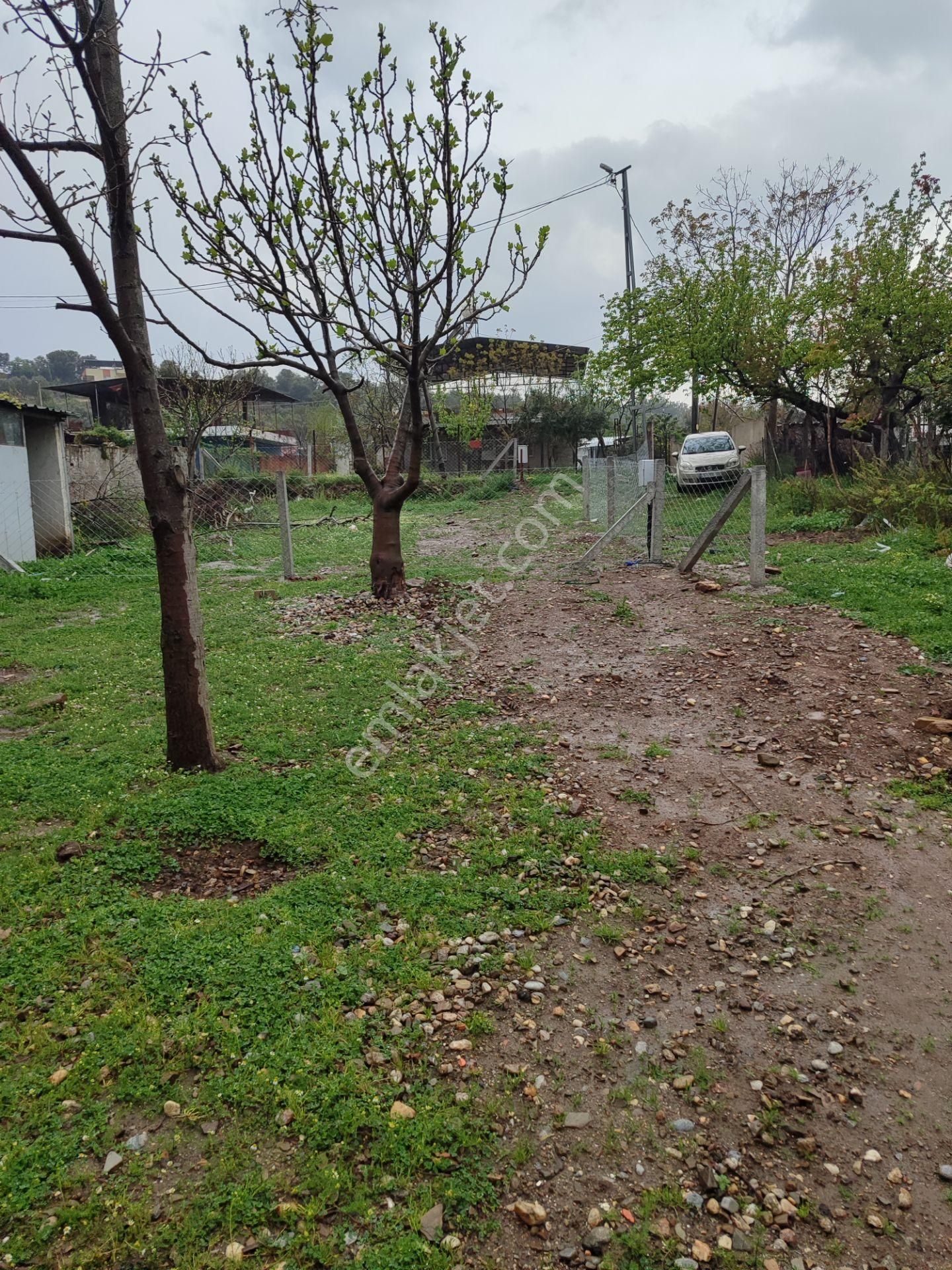 Kemalpaşa Armutlu Merkezine Çok Yakın Acil Satılık Bahçe - Görsel 7