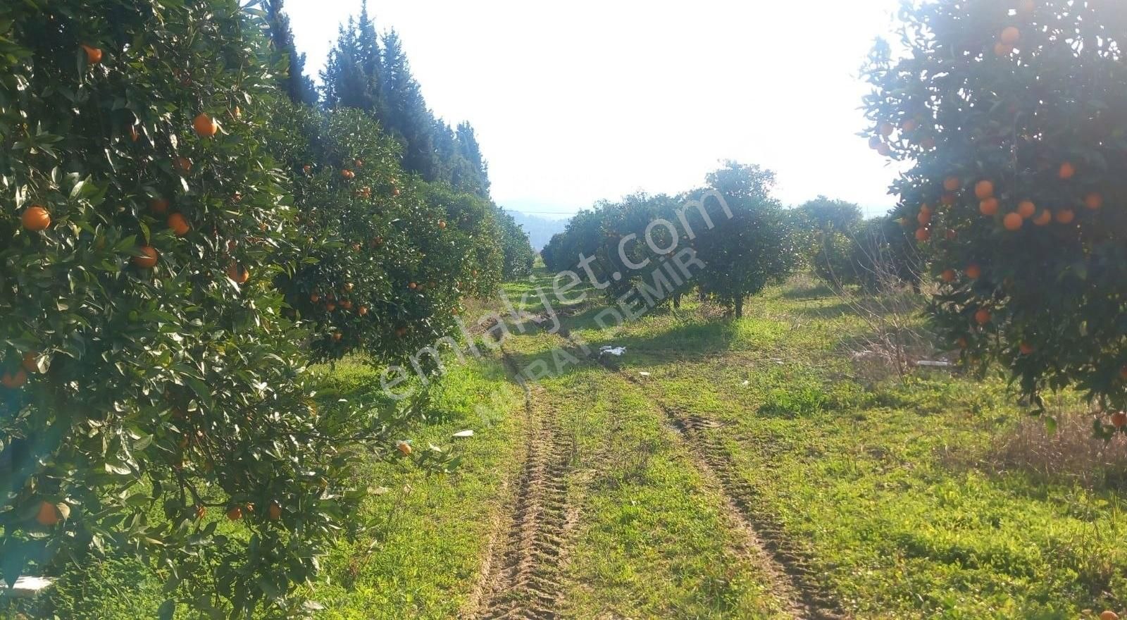 Gökovada Satılık Tarla - Görsel 6