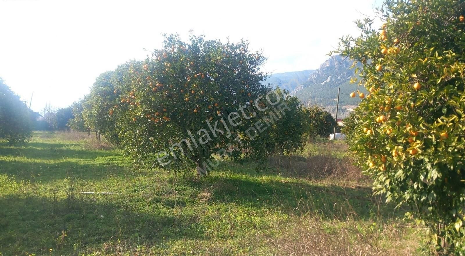 Gökovada Satılık Tarla