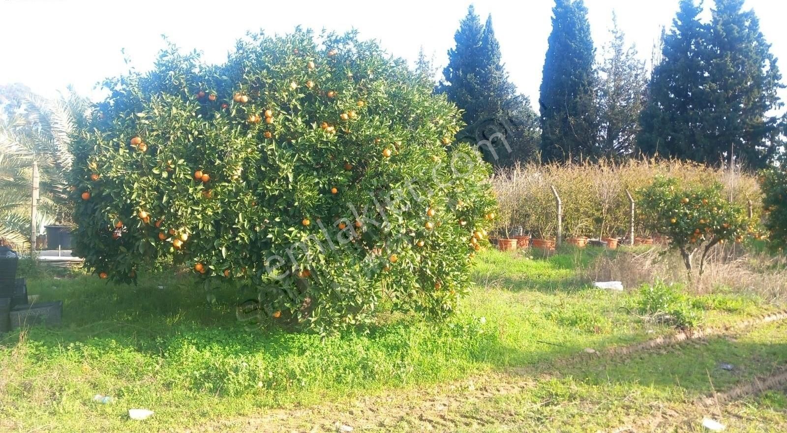 Gökovada Satılık Tarla - Görsel 3