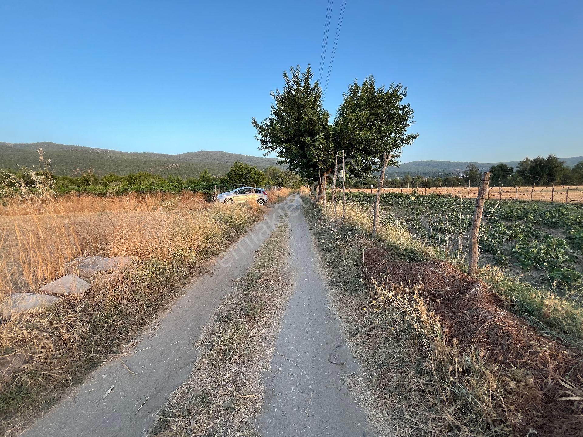 Muğla Yeşilyurt'ta Yolu Olan Dümdüz Tarla - Görsel 6