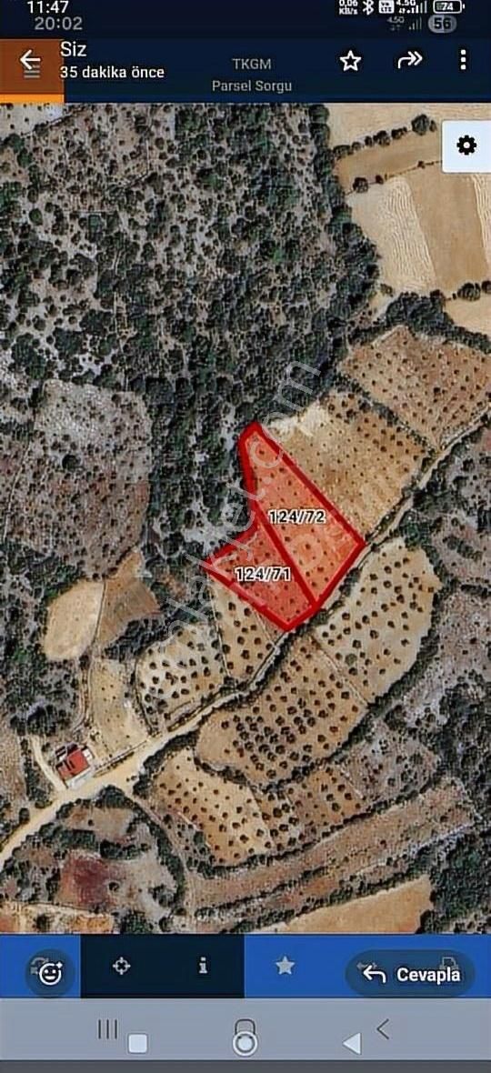 Deniz Ovası'nda 120ad Zeytin Ağaçlı Taş Duvarlı Manzaralı