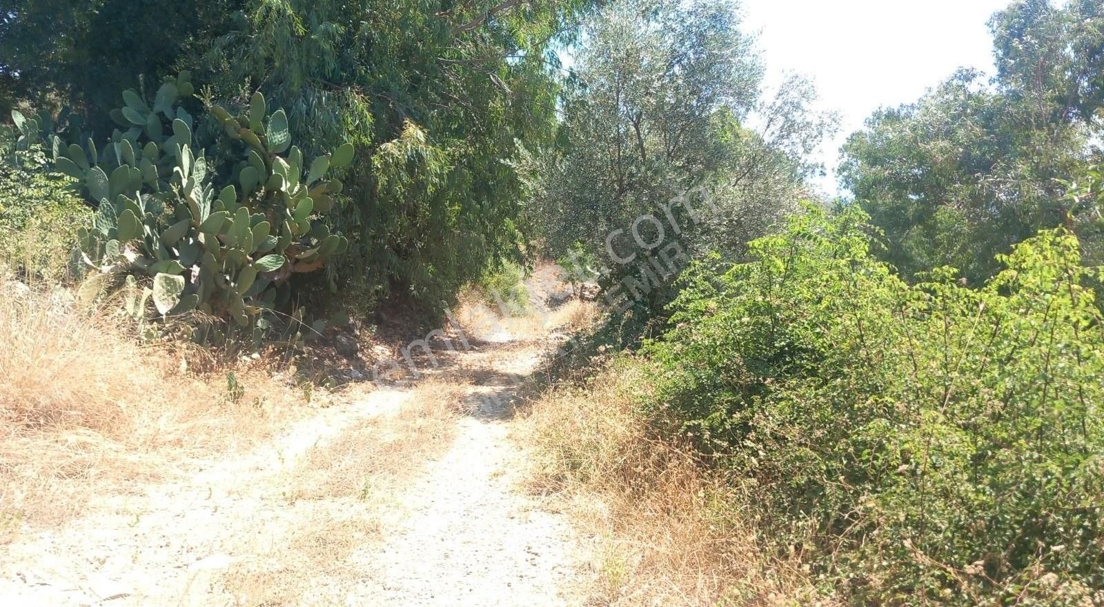 Gökova Esentepe Mevkii Satılık İmarlı Arsa - Görsel 8