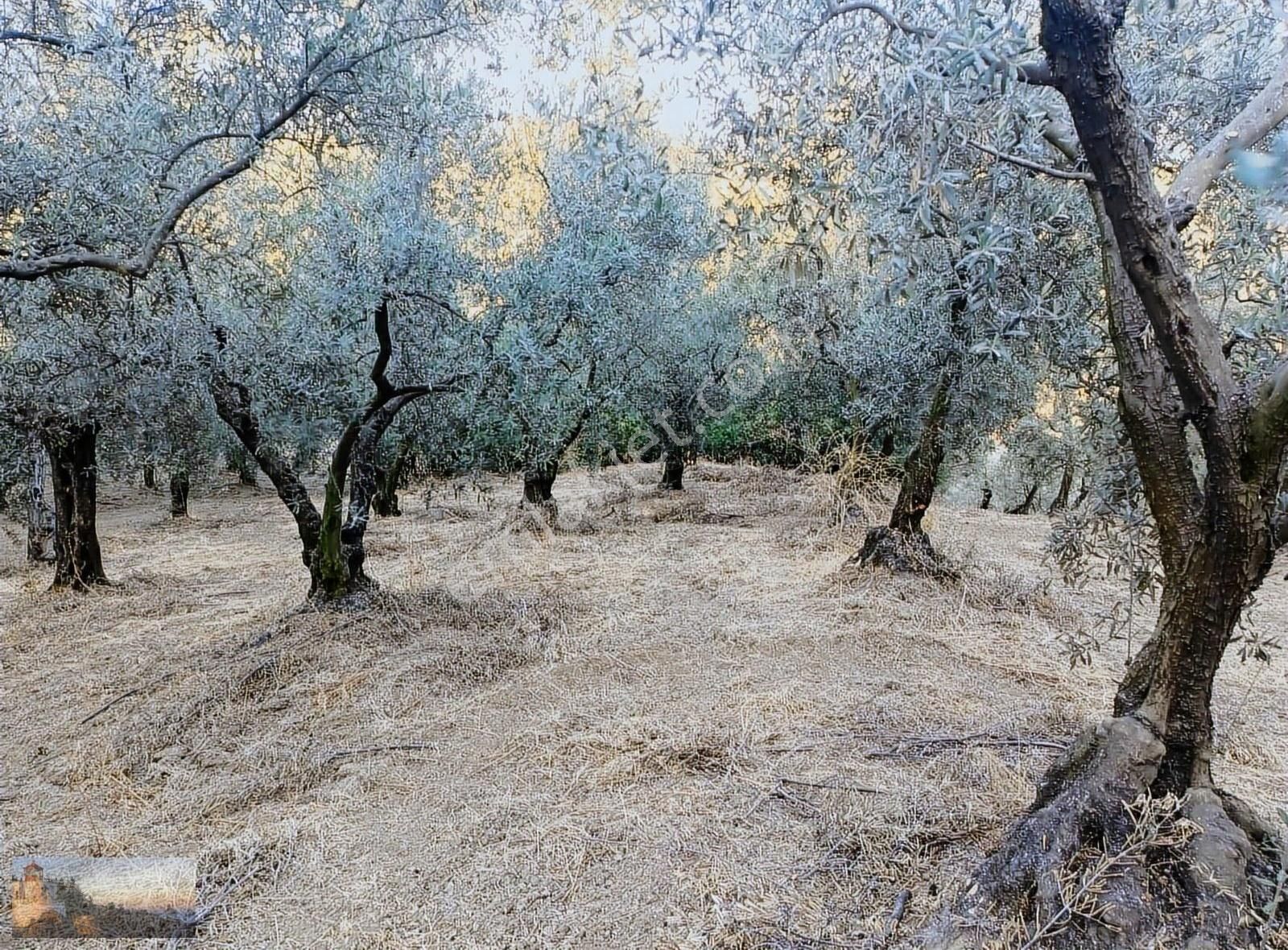 Alpaslan Emlaktan 994m2 İmara 1500m Biraz Eğimli 45 Ağaç