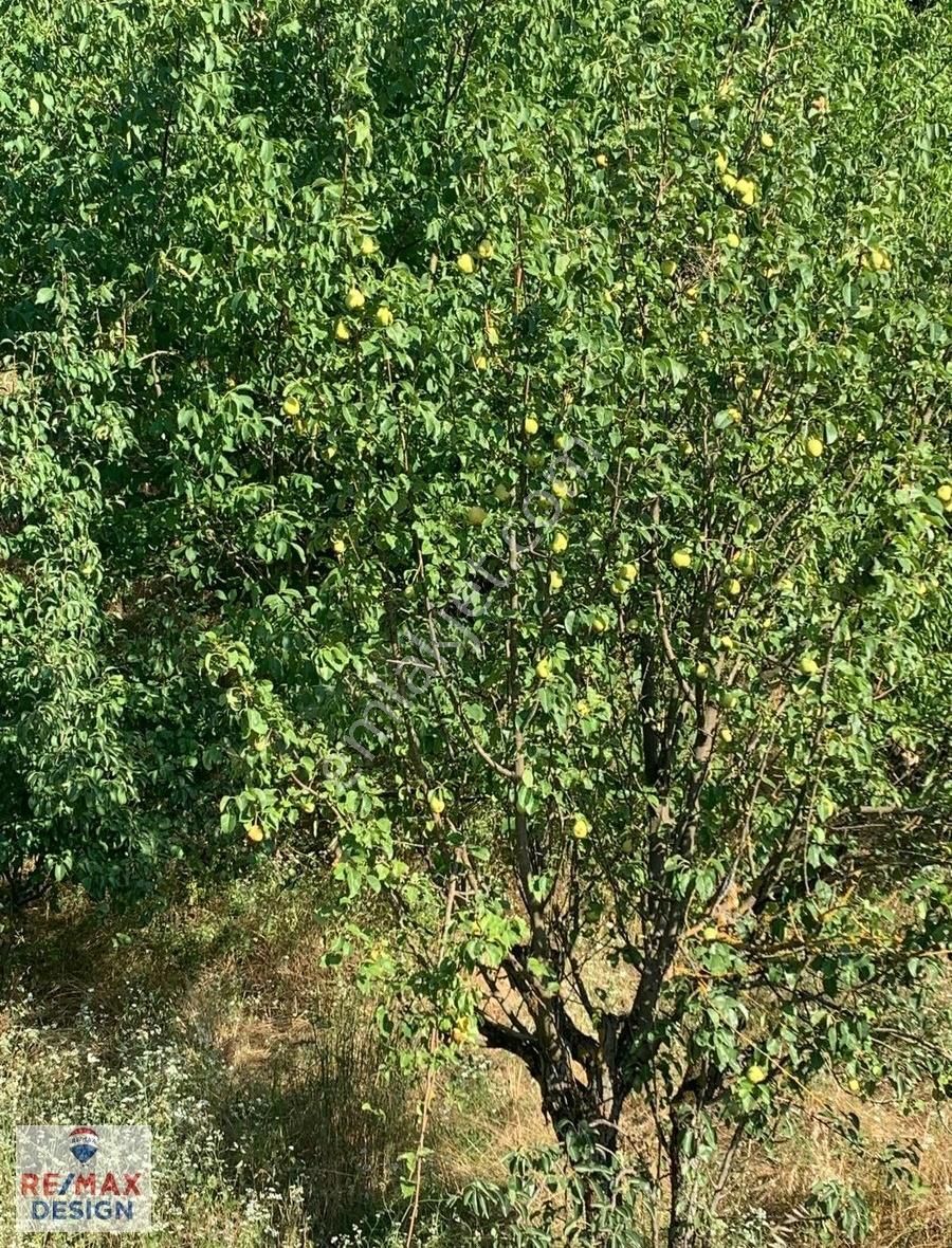 Remax Desıgn Geyve De Meyve Bahçesı - Görsel 14