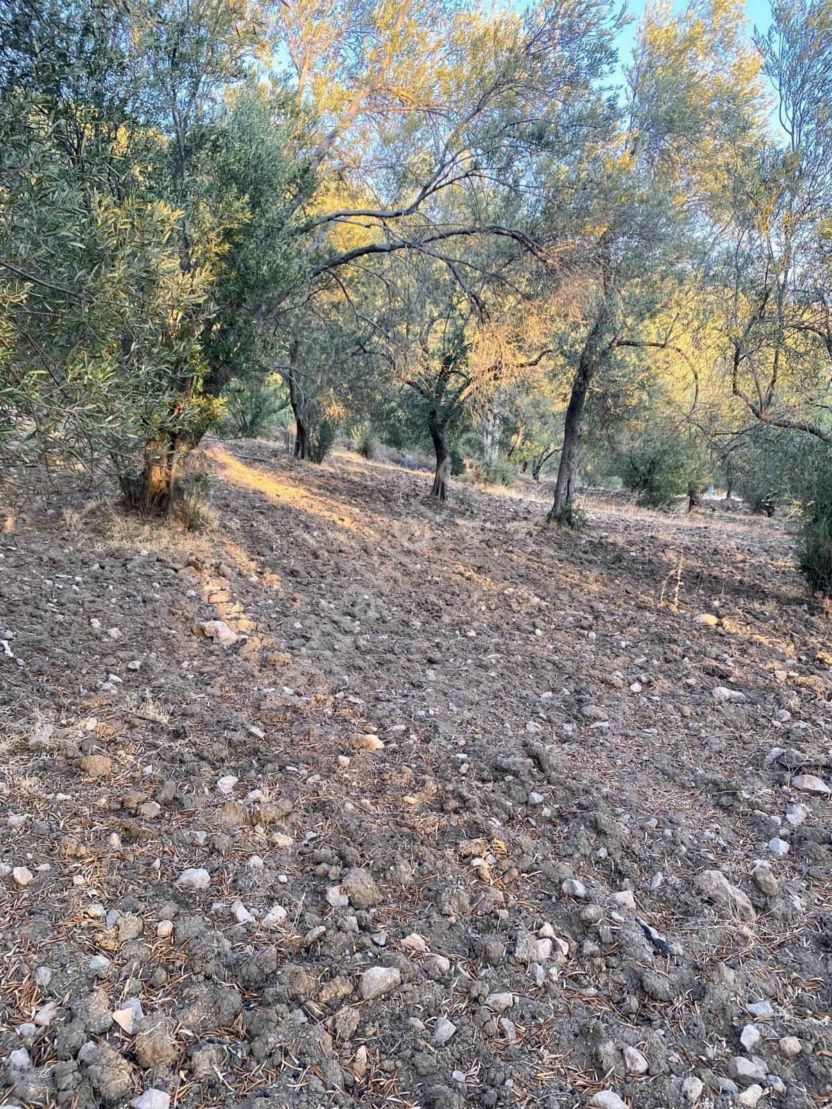 Başka Yerde Yok.olsada Bu Fiyata Yok.