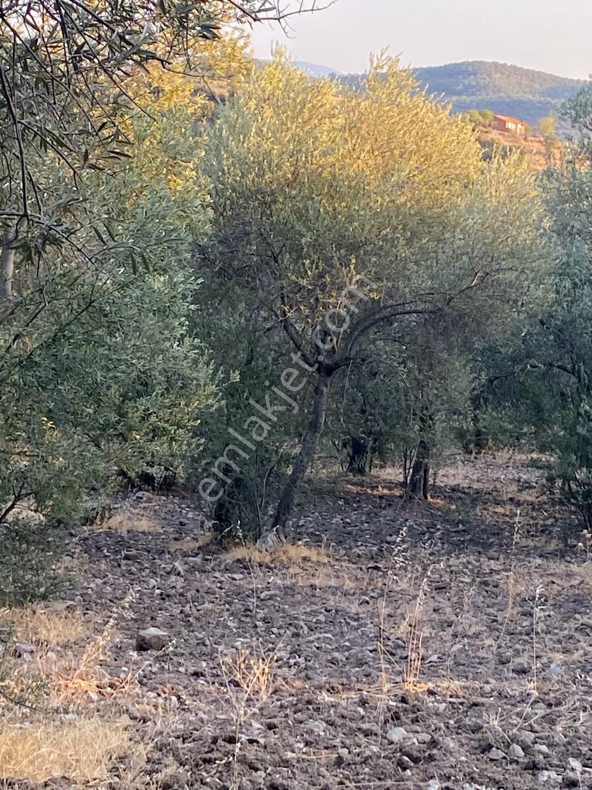 Başka Yerde Yok.olsada Bu Fiyata Yok. - Görsel 2