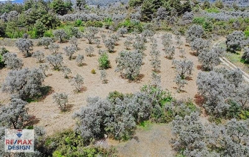 Remax Design Pamukova'da Resmi Yolu Olan , Manzaralı Zeytinlik - Görsel 12