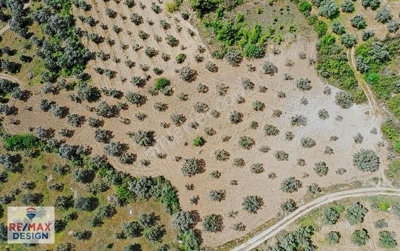 Remax Design Pamukova'da Resmi Yolu Olan , Manzaralı Zeytinlik - Görsel 8