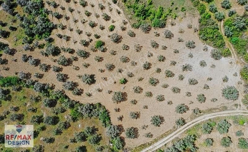 Remax Design Pamukova'da Resmi Yolu Olan , Manzaralı Zeytinlik - Görsel 3