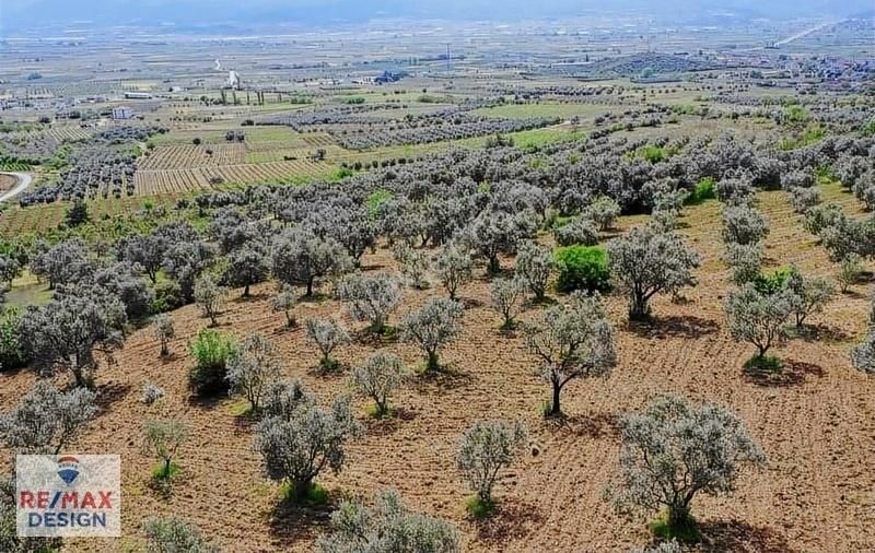Remax Design Pamukova'da Resmi Yolu Olan , Manzaralı Zeytinlik - Görsel 2